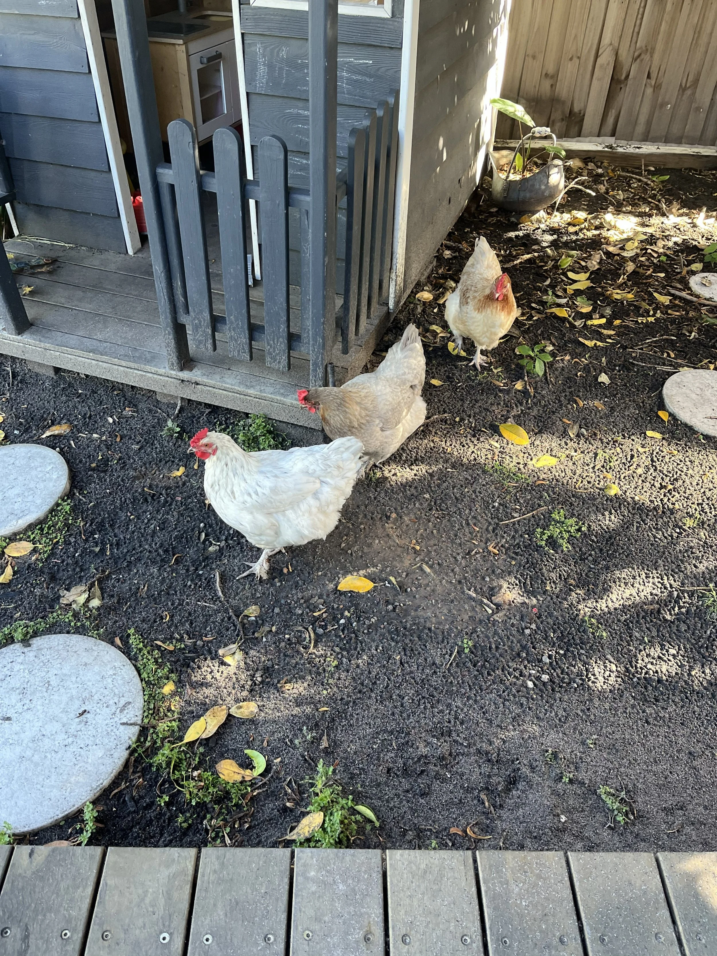 Chickens at 4thought Psychology