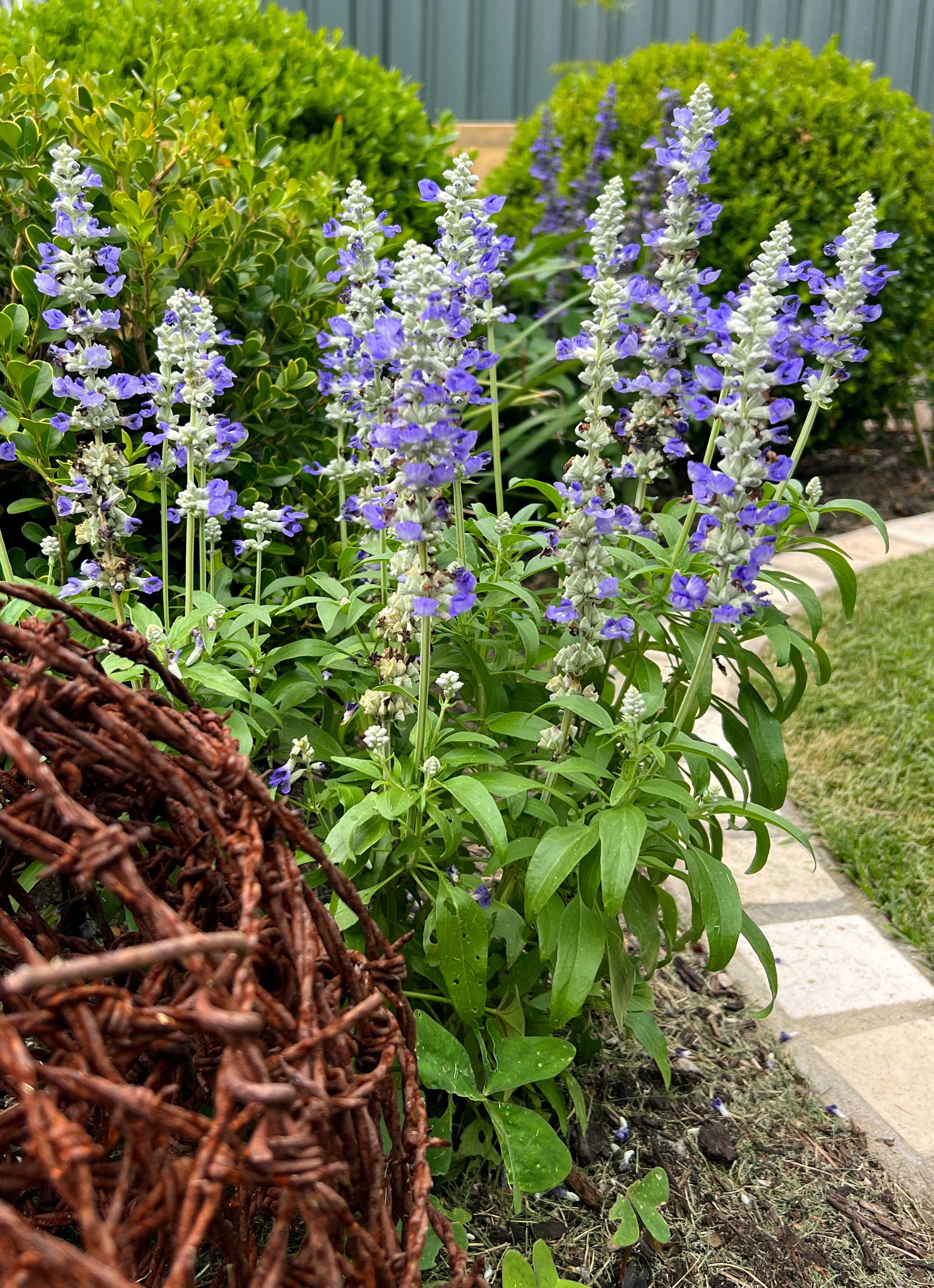 IMG_0626_Salvia.jpg