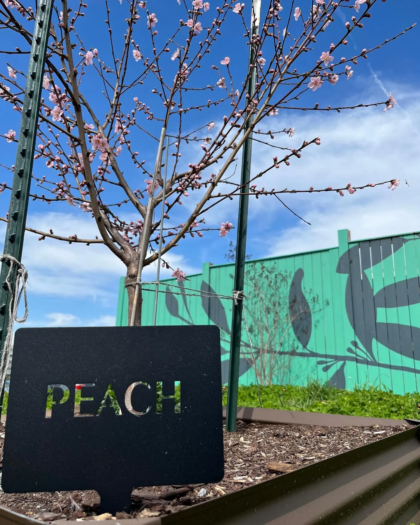 Signs of spring are popping up at the farm! 🌸 🌸