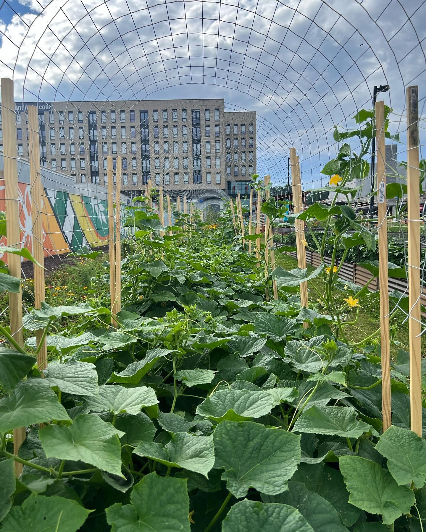 Now&rsquo;s the time of year that we plan out the whole garden, start prepping the beds, and make sure we have all of our seeds ordered! One of our favorite crops from last year that will be coming back in 2024 is the cucumber! What crops would you l