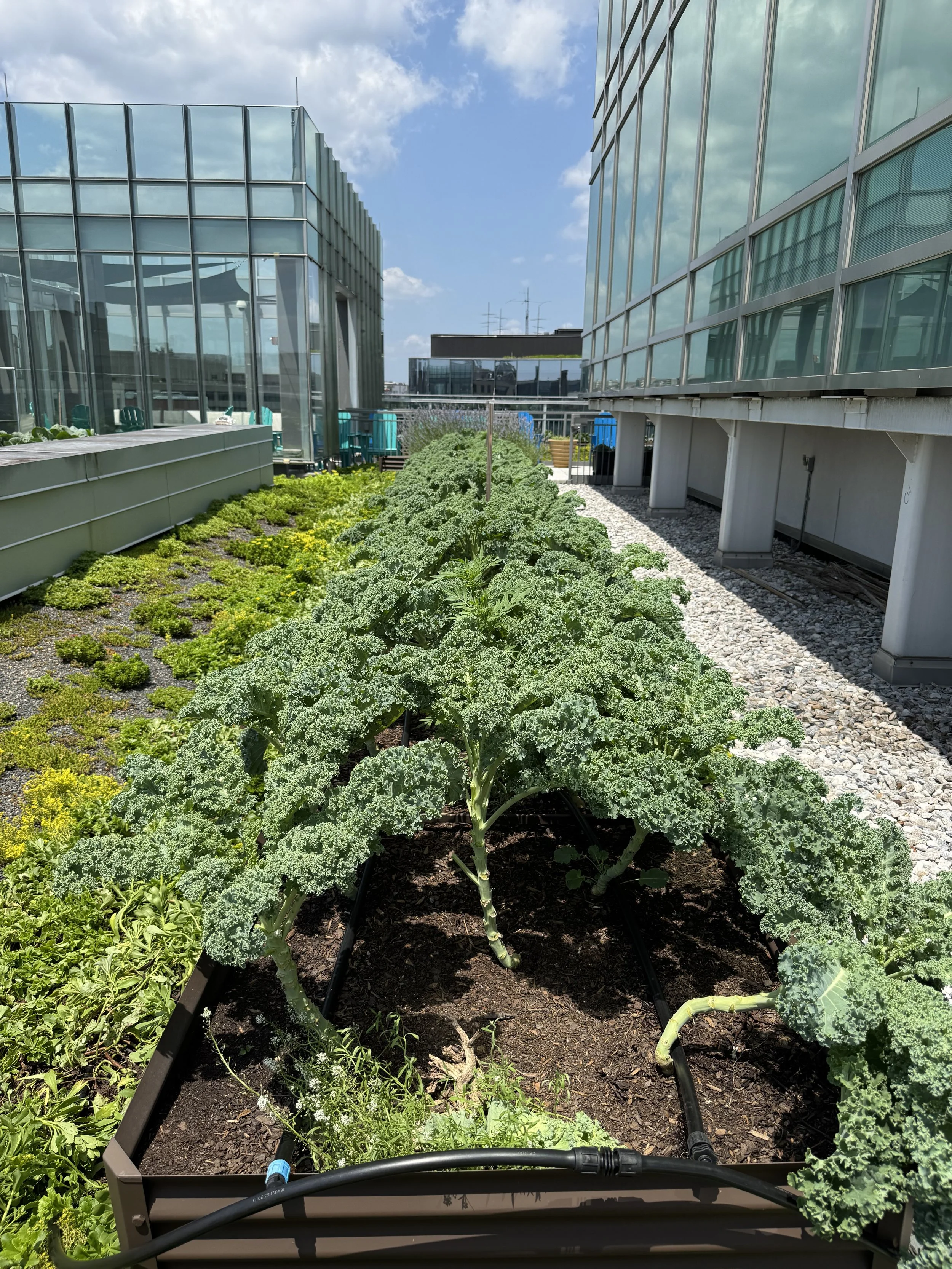 1225 Conn Ave _WBC_ - 6_23_2025 - 2.jpeg