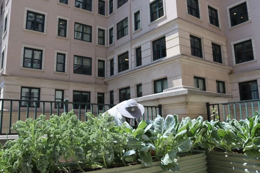 The Willard Center Garden ‘25 Summer Update