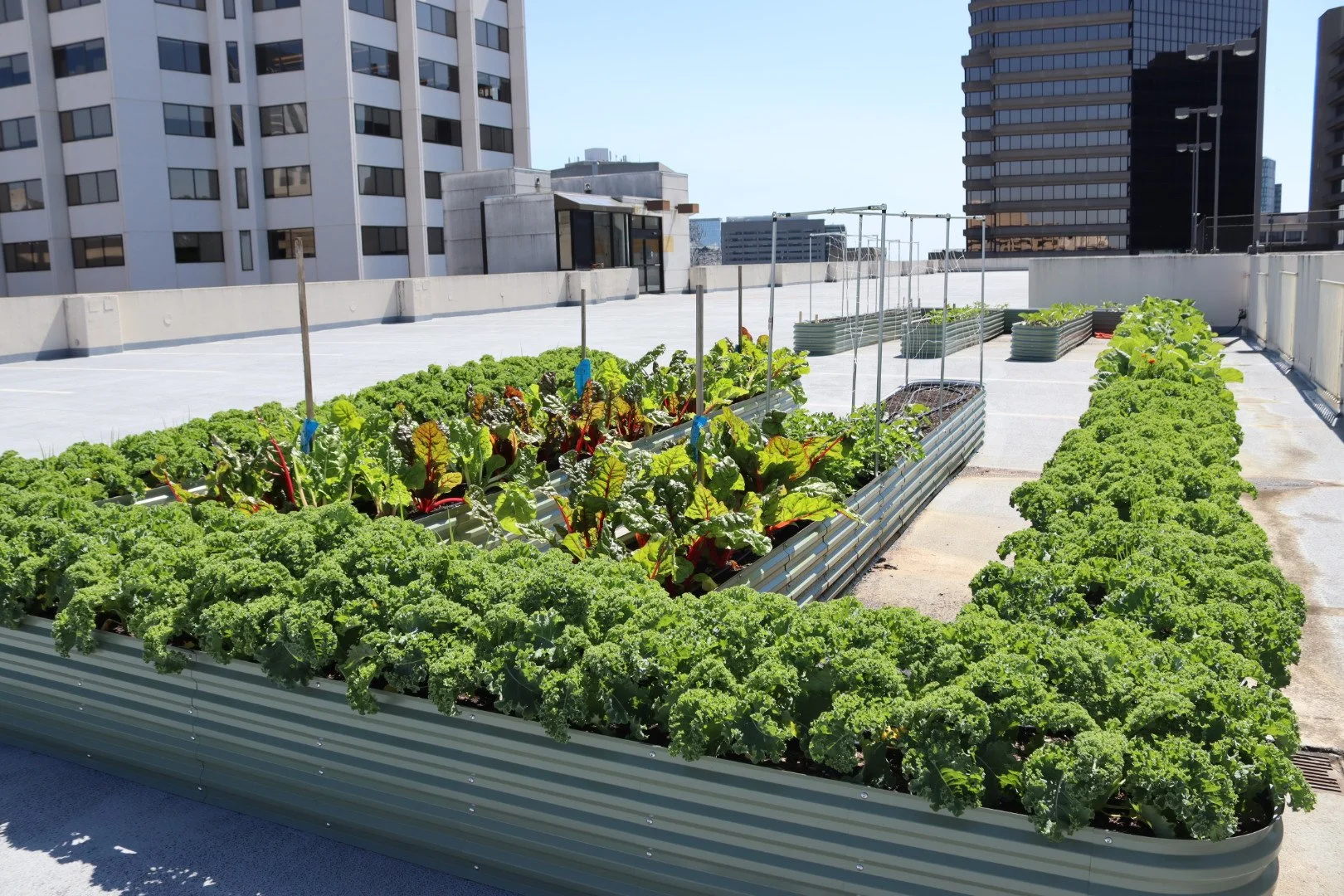 EastBoro Garden ‘25 Summer Update