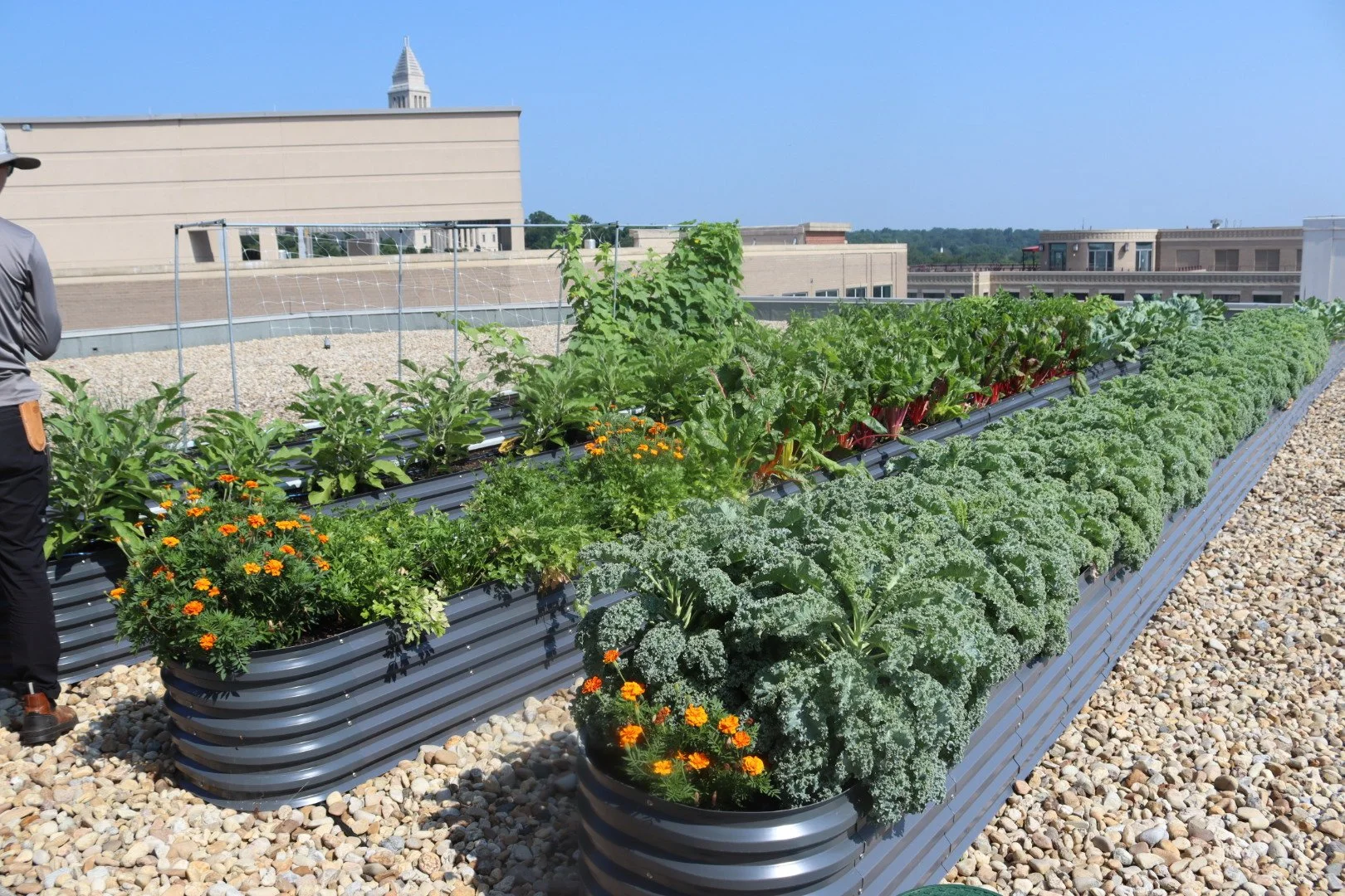 Carlyle Gateway Garden ‘25 Summer Update