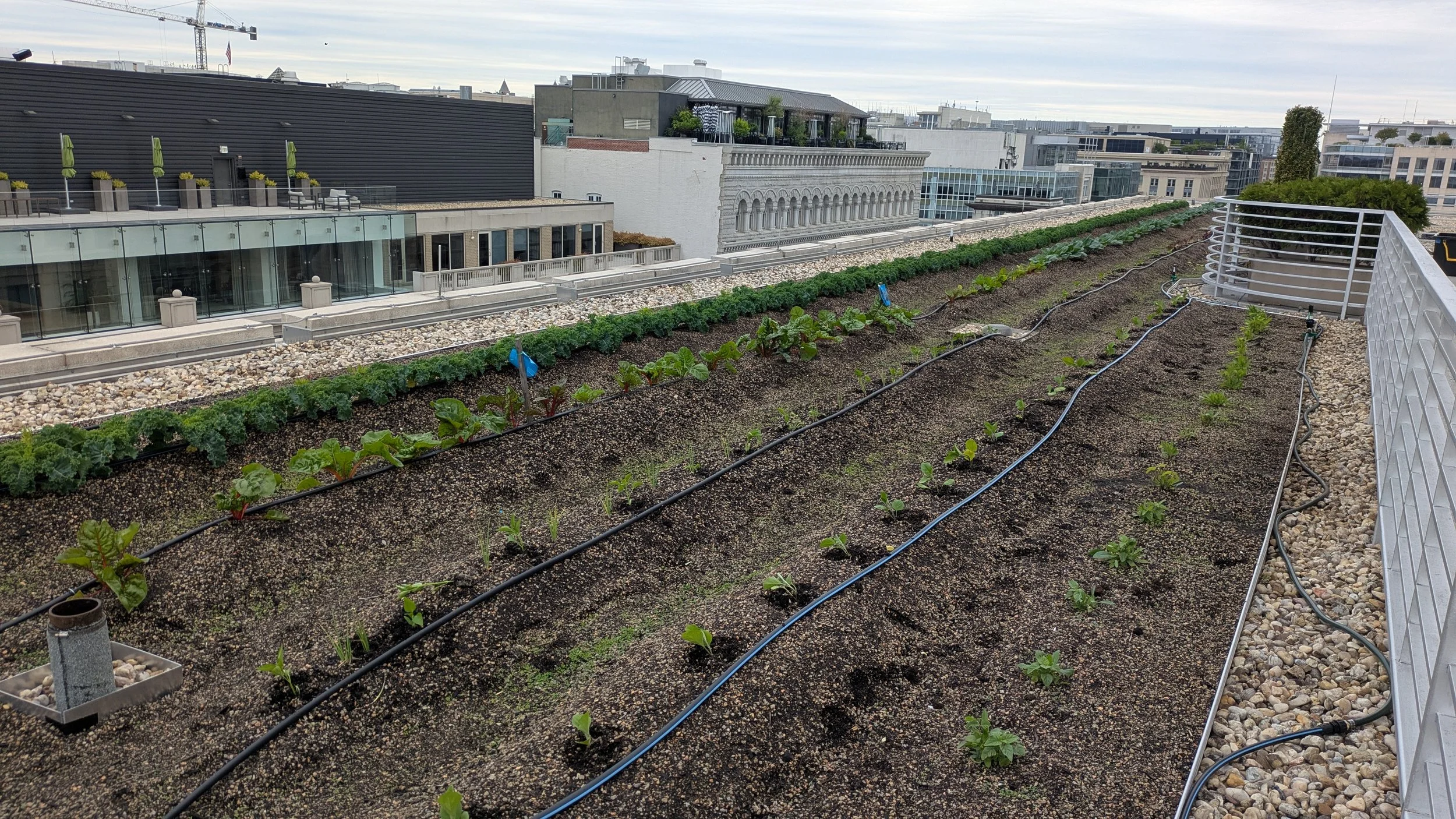 505 9th Street Garden Spring ‘26 Update