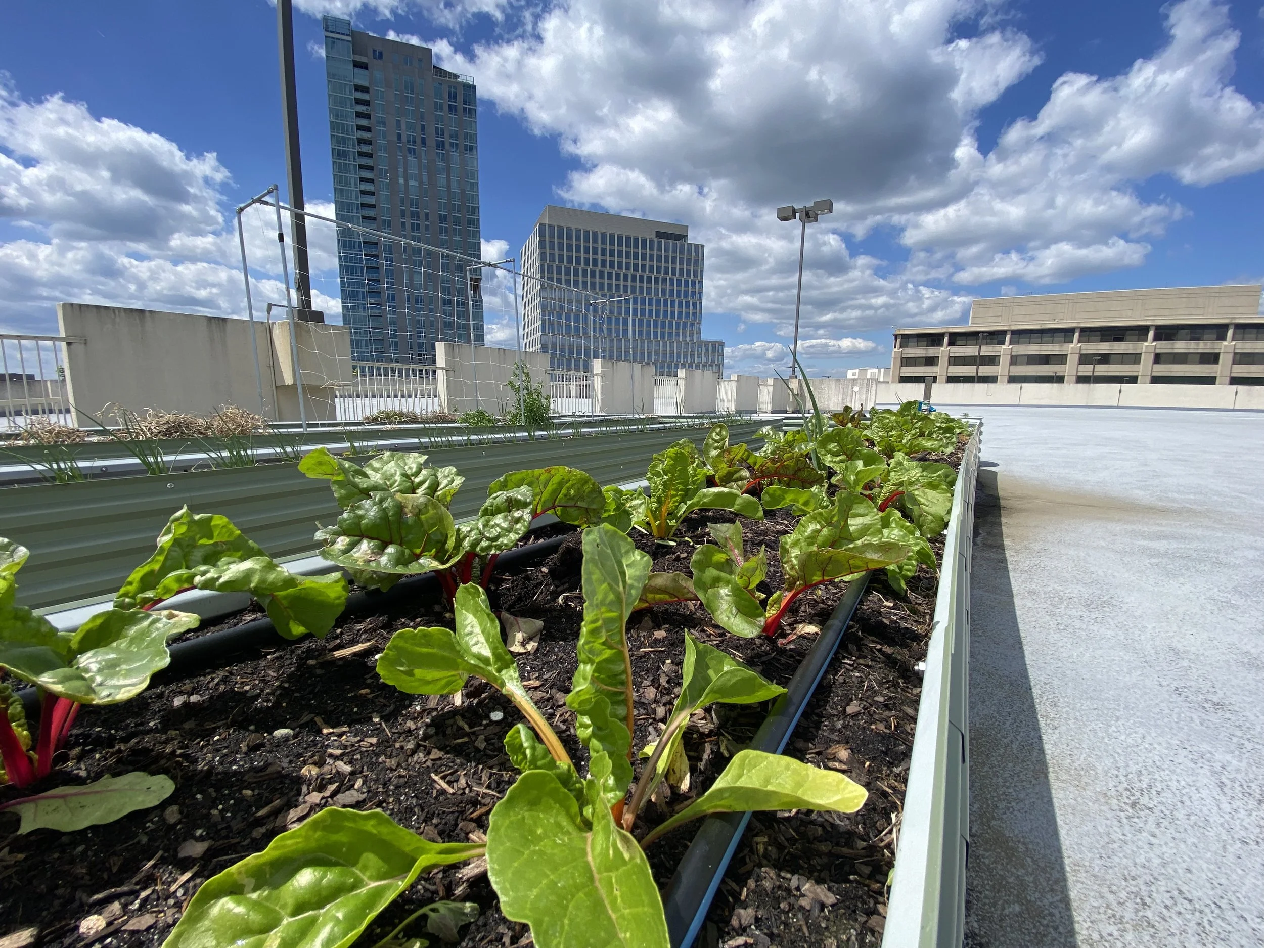 EastBoro Garden Spring ‘26 Update