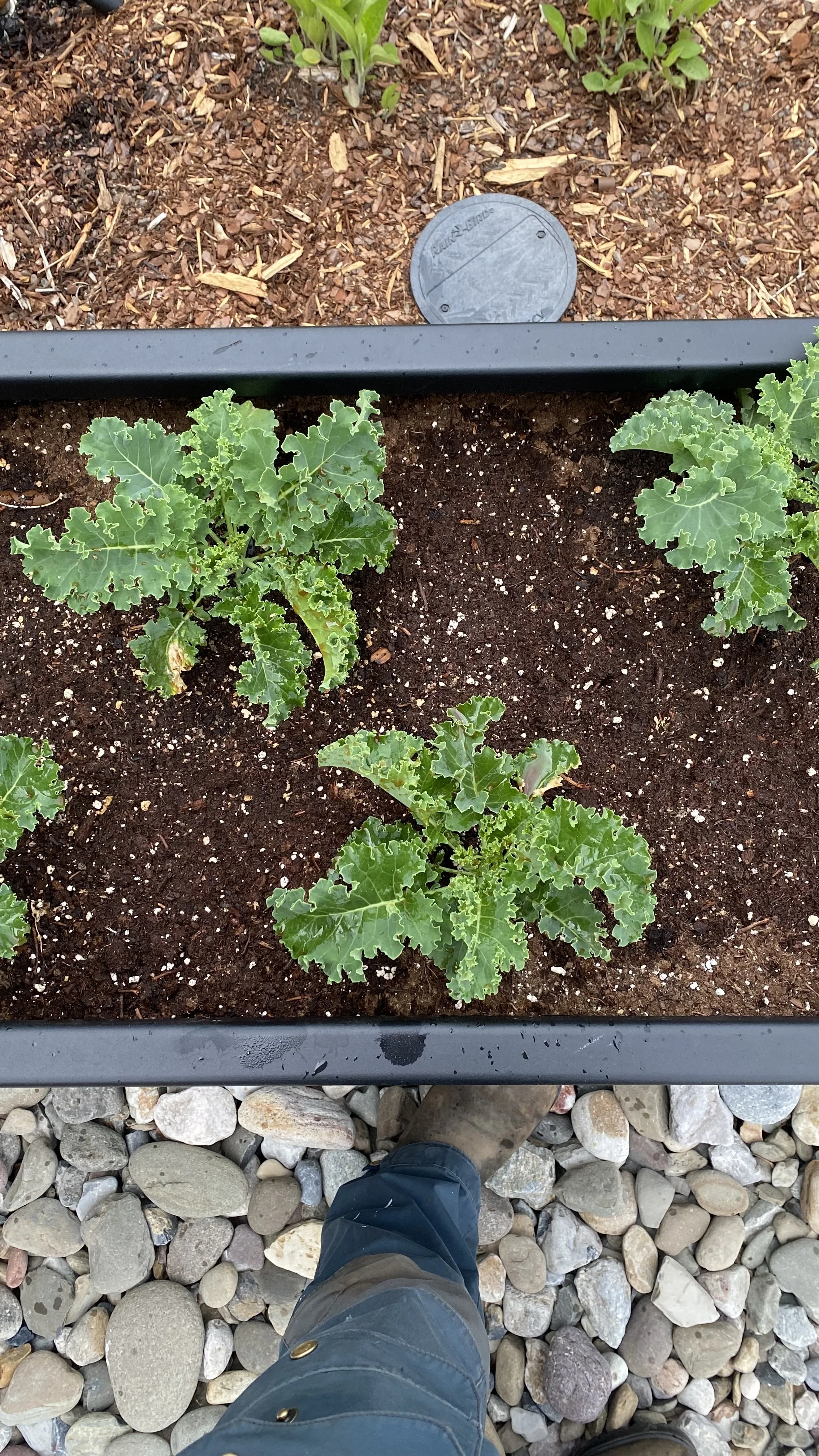 Ravens Training Center Garden Spring ‘26 Update