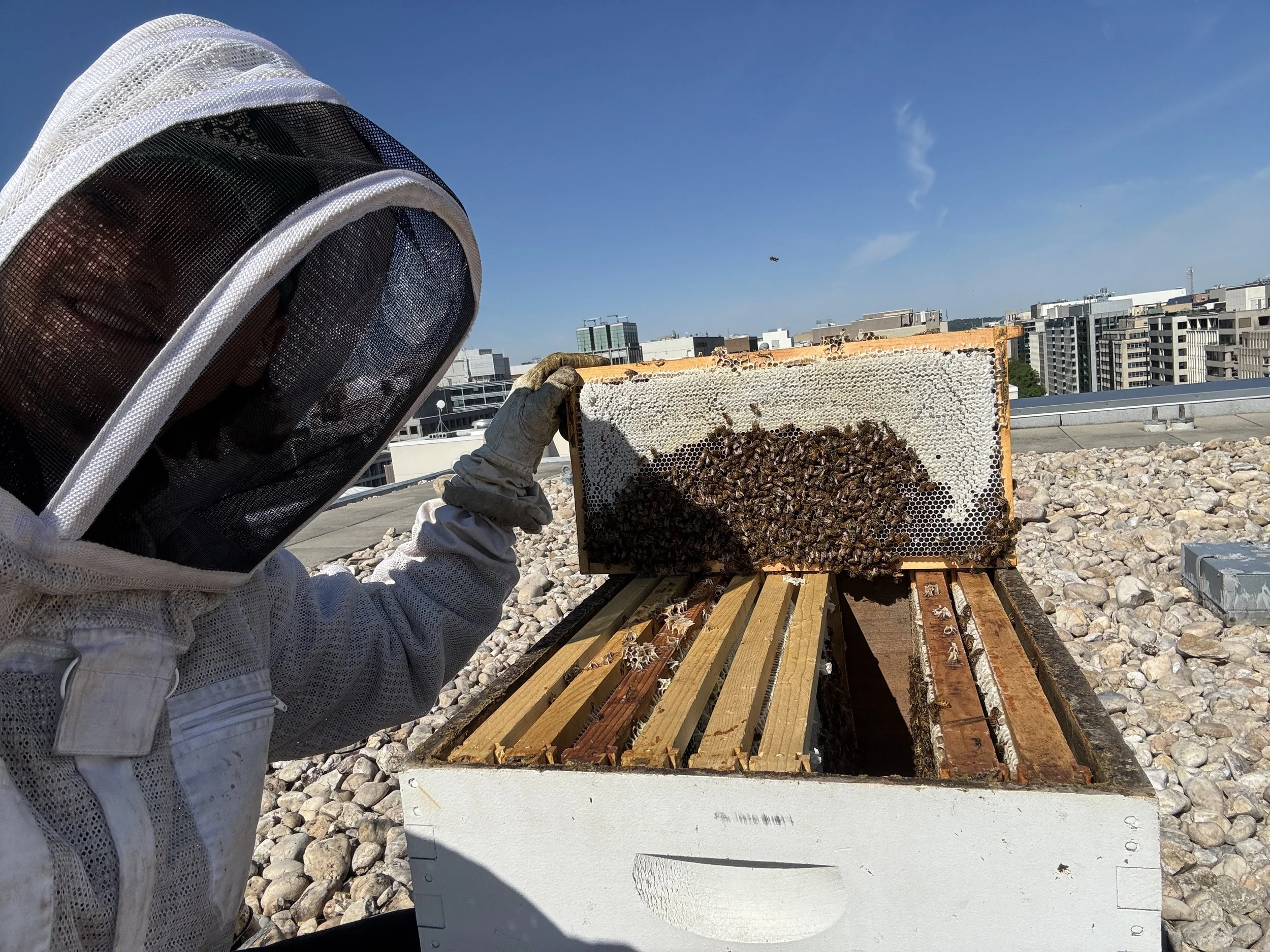 1500 K Spring ‘26 Hive Update