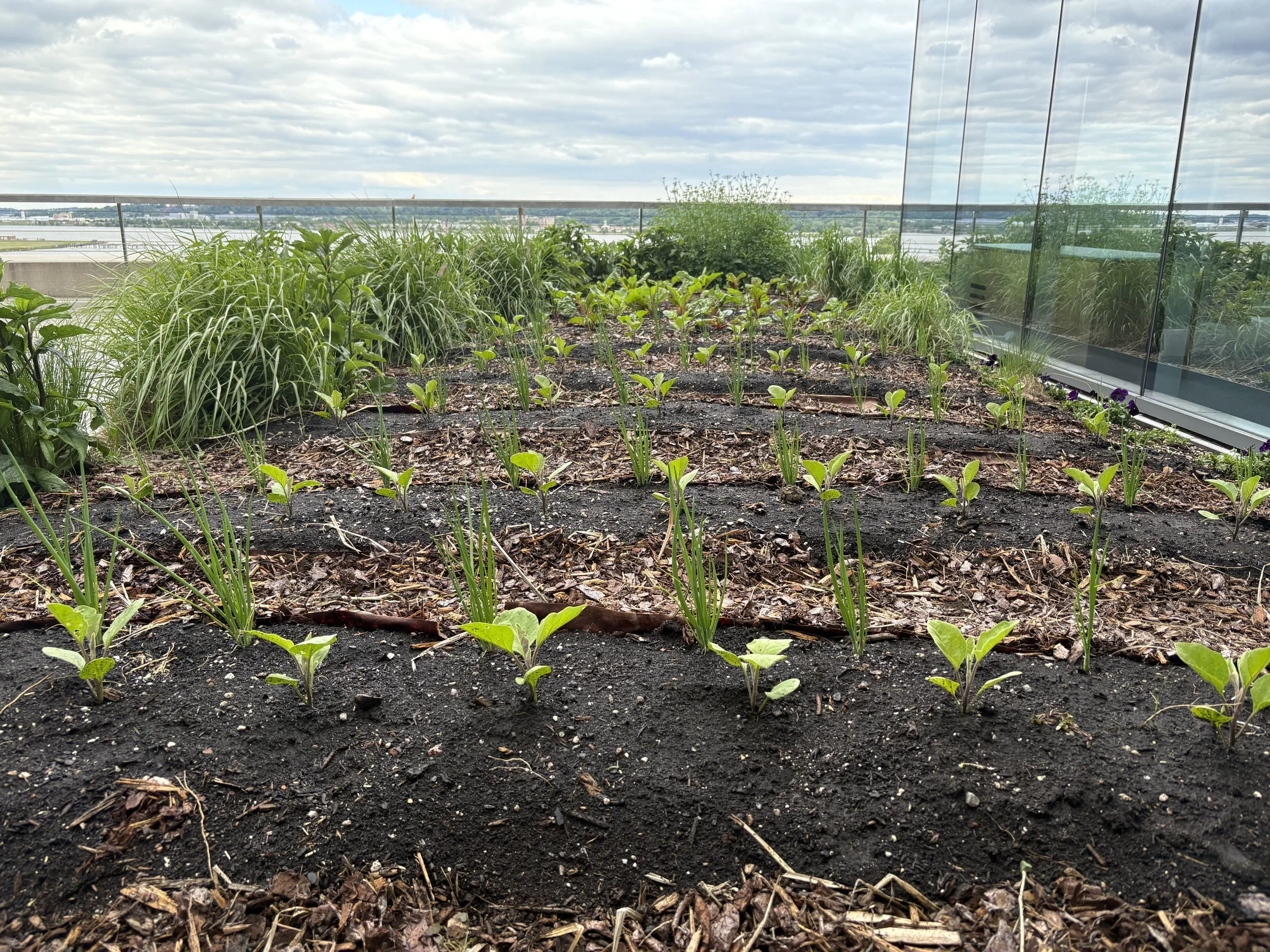 Centennial Center Garden Spring ‘26 Update