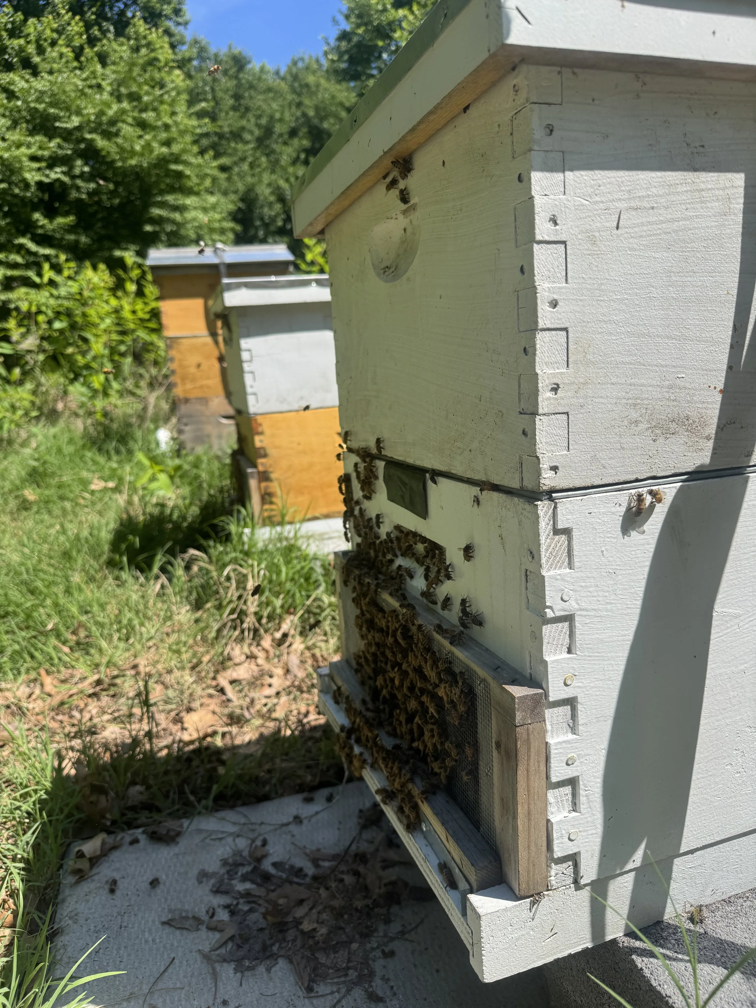 CG Farms May Hive Update