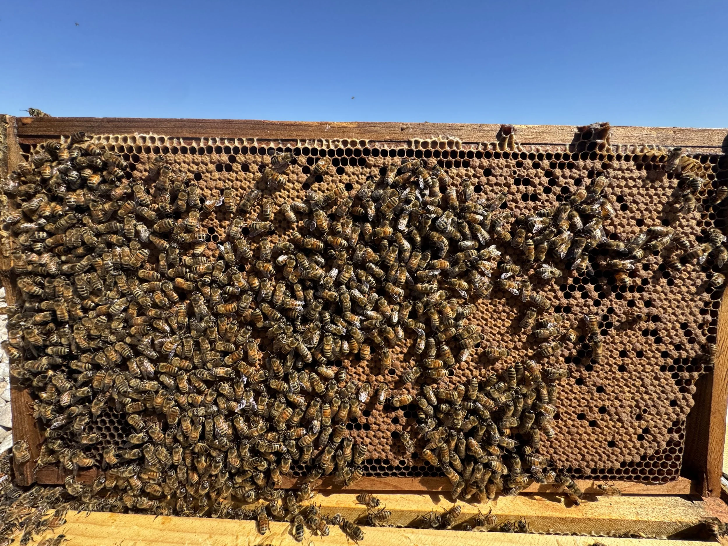 1500 K May Hive Update