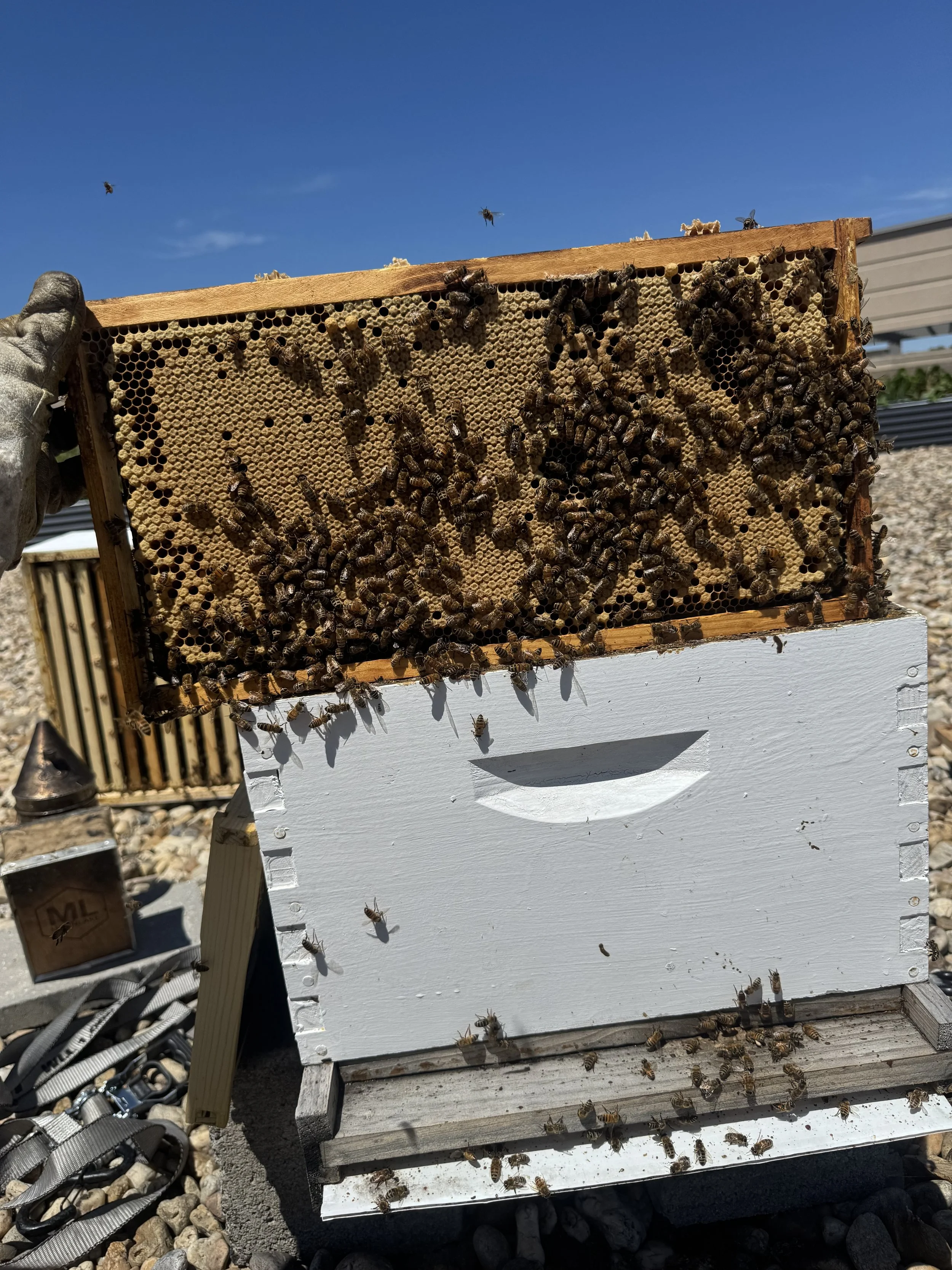Carlyle Gateway May Hive Update