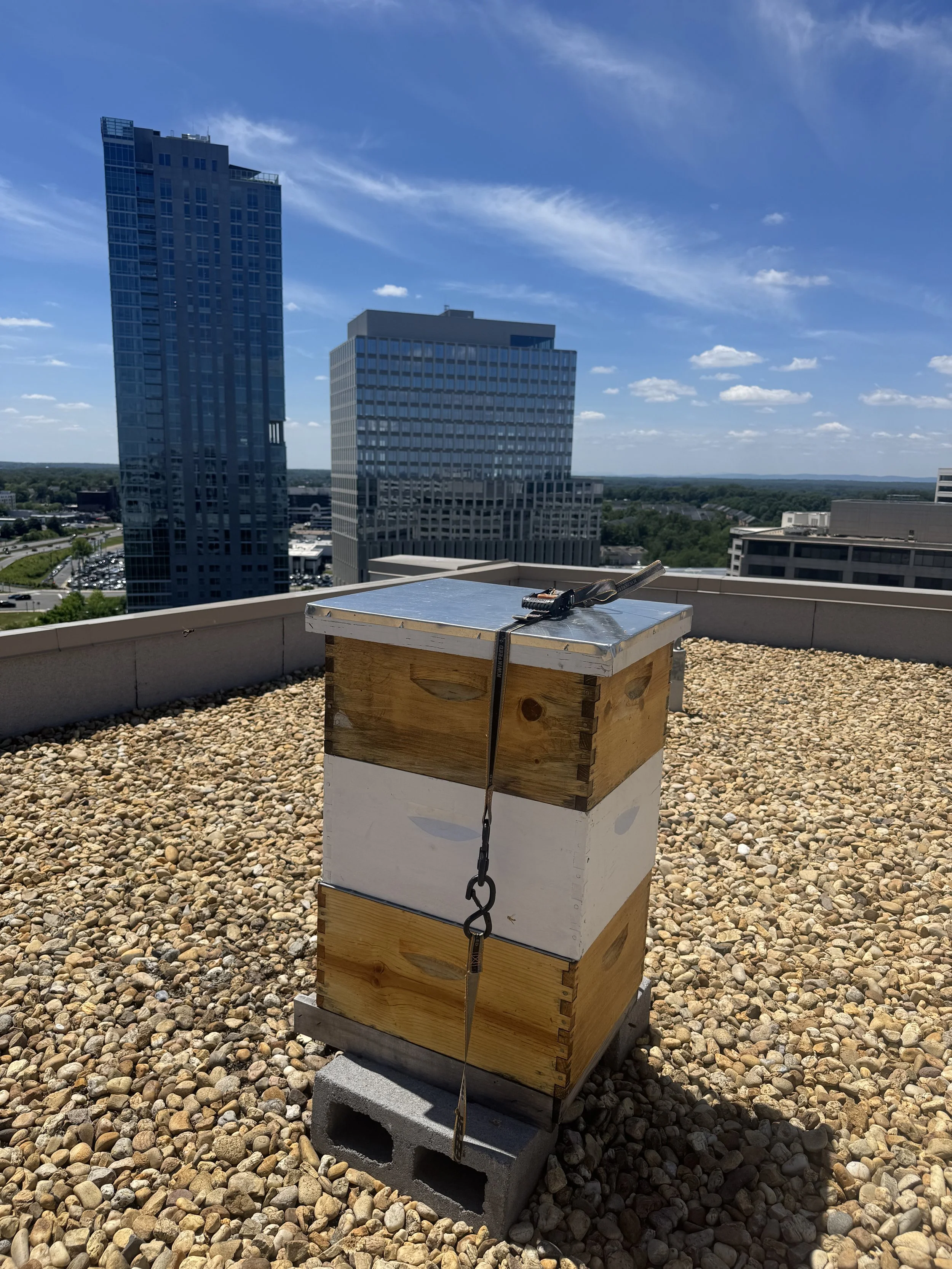 EastBoro May Hive Update