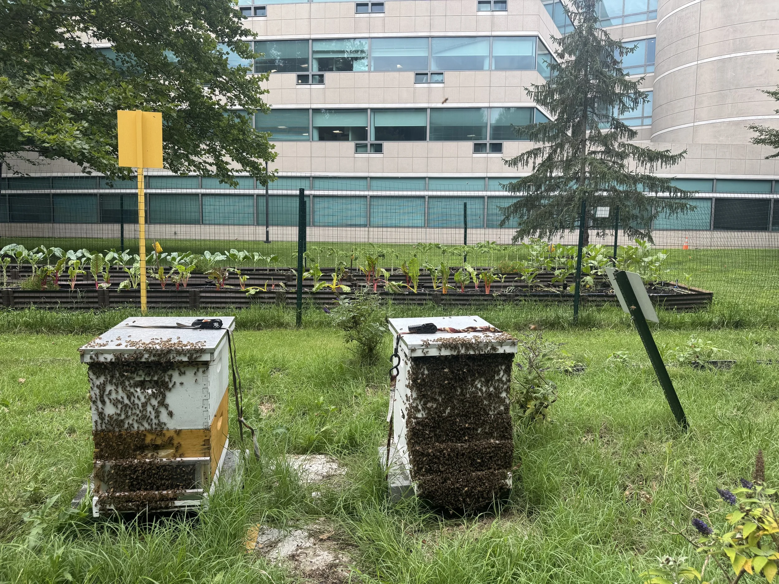 CG Farms June ‘26 Hive Update