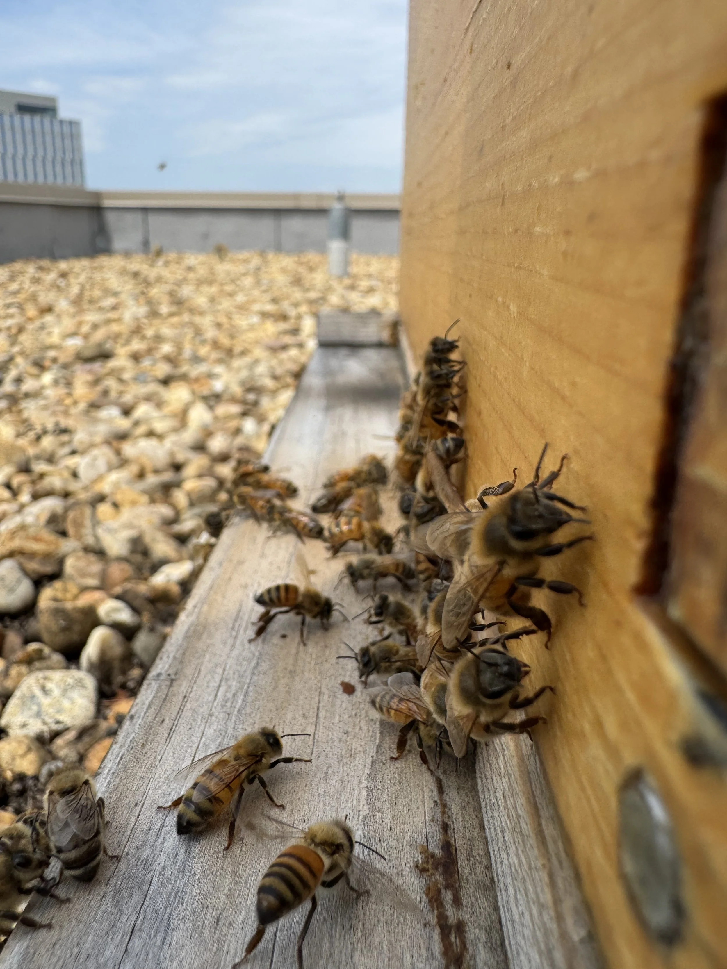 EastBoro June ‘26 Hive Update