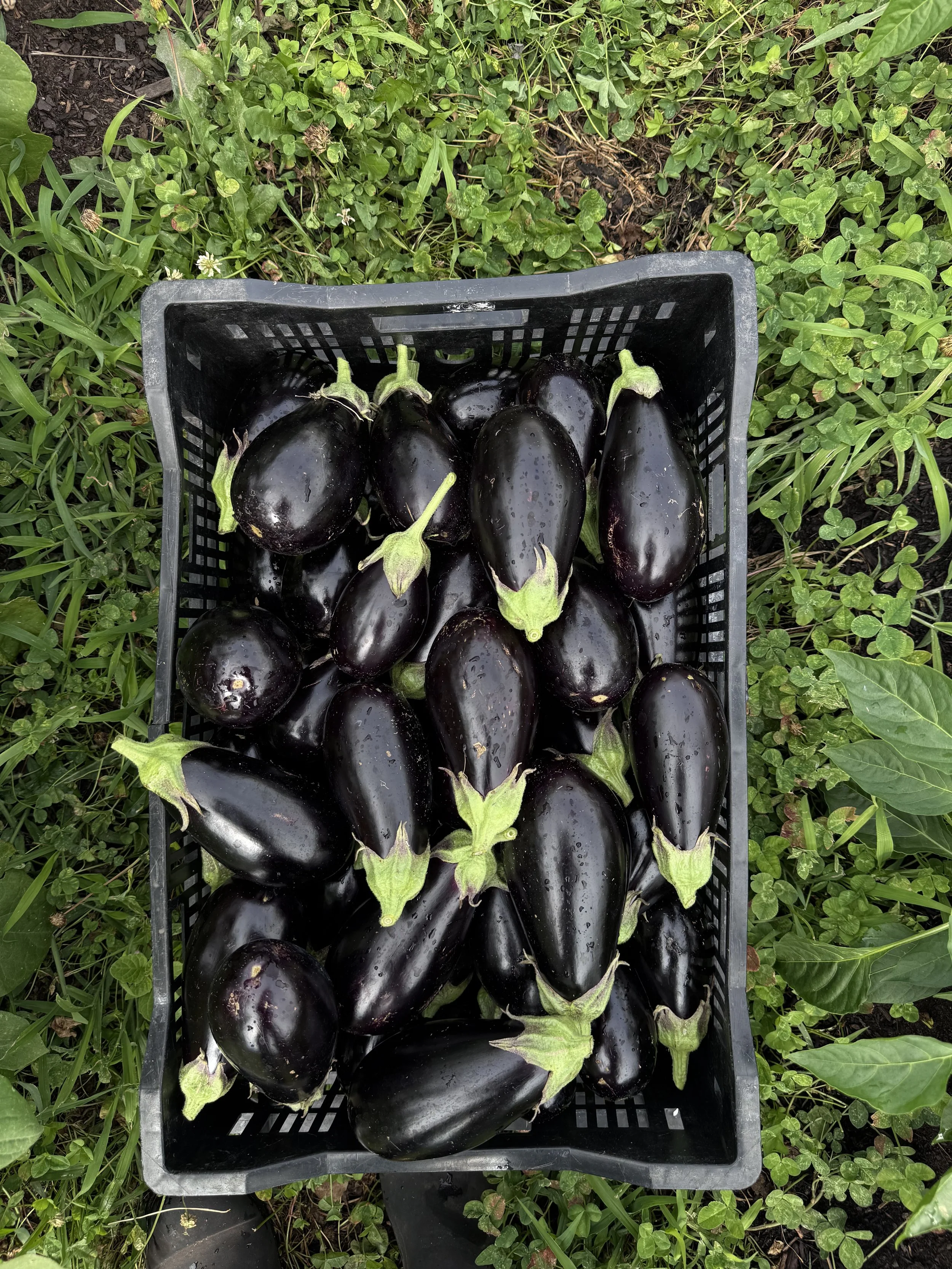 1015 Half Street Farm ‘26 Summer Update