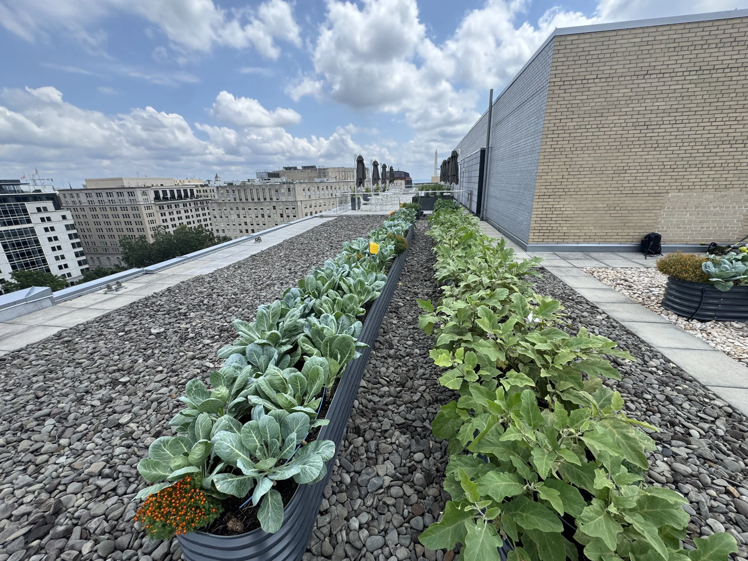 1500 K Street Garden ‘26 Summer Update