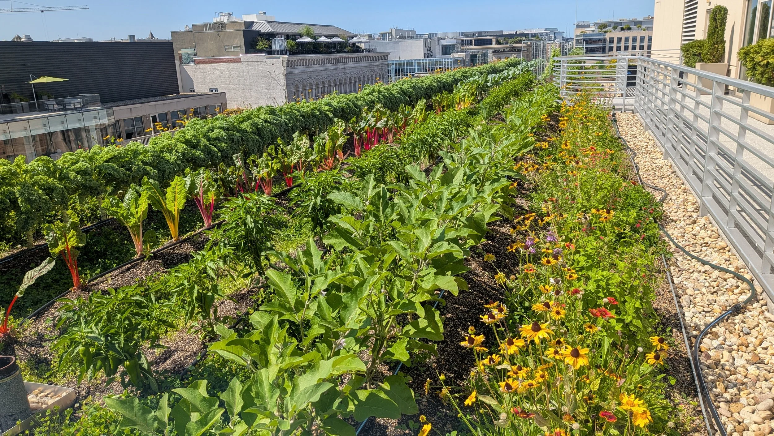 505 9th Street Garden ‘26 Summer Update