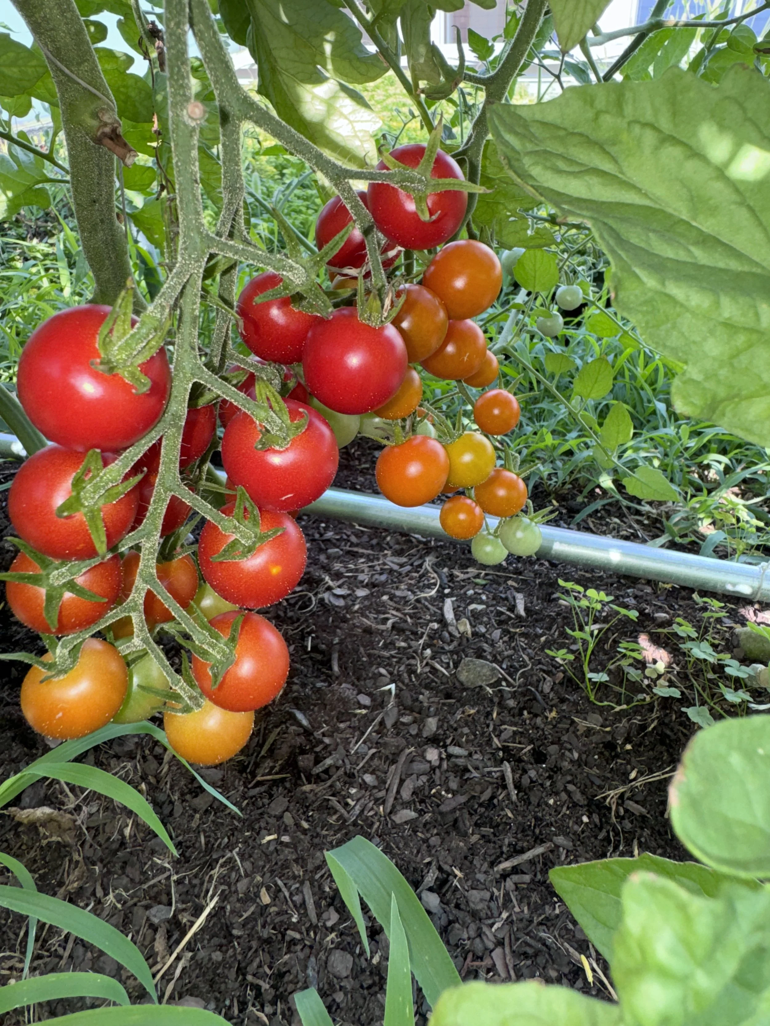 55 M Street Farm ‘26 Summer Update