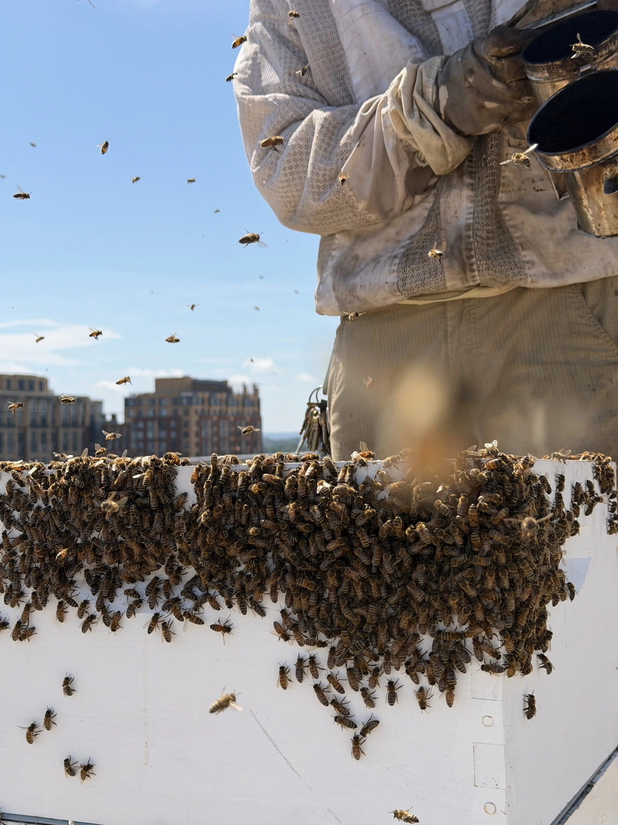 Carlyle Gateway July Hive Update
