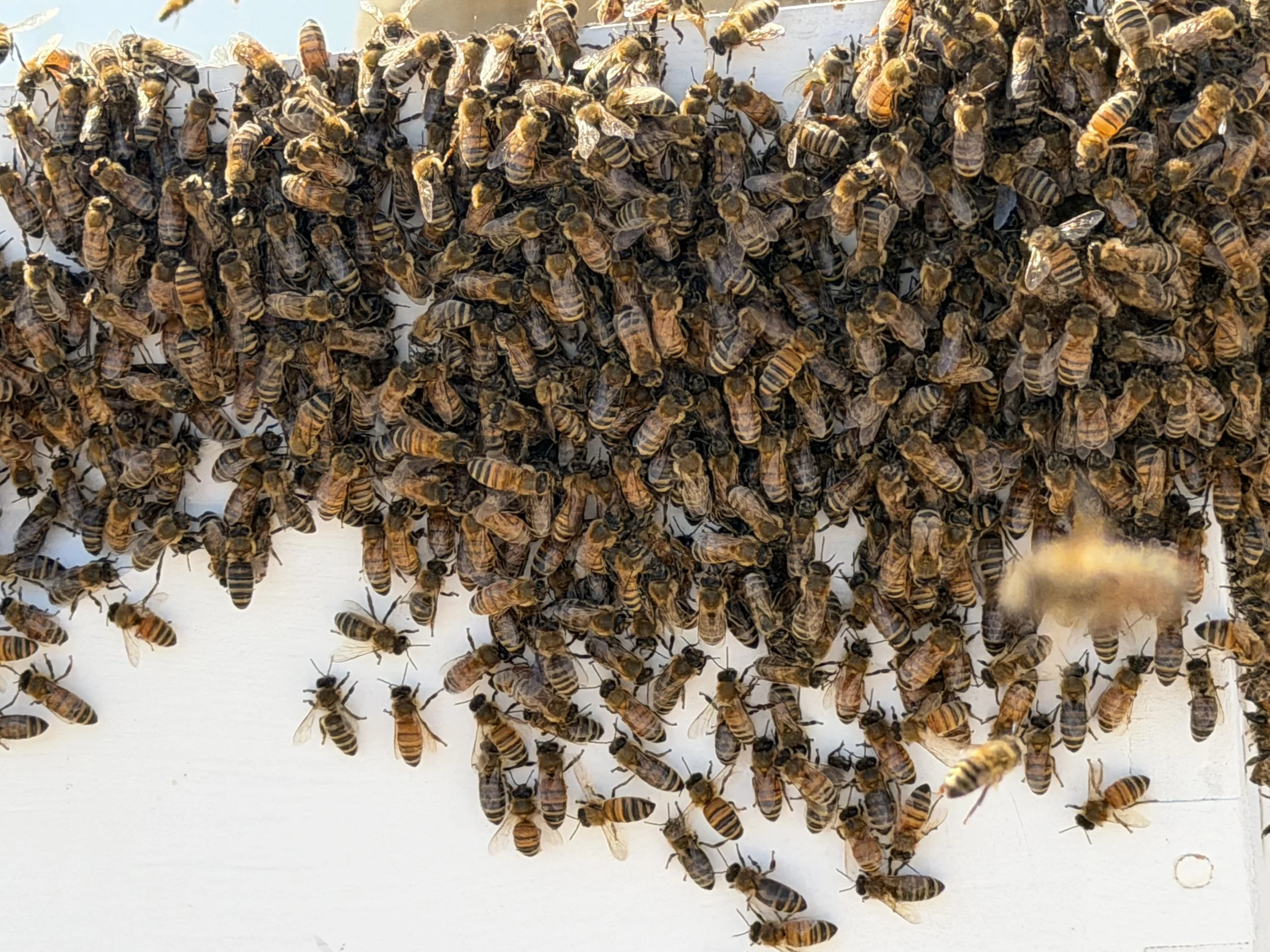 EastBoro July Hive Update