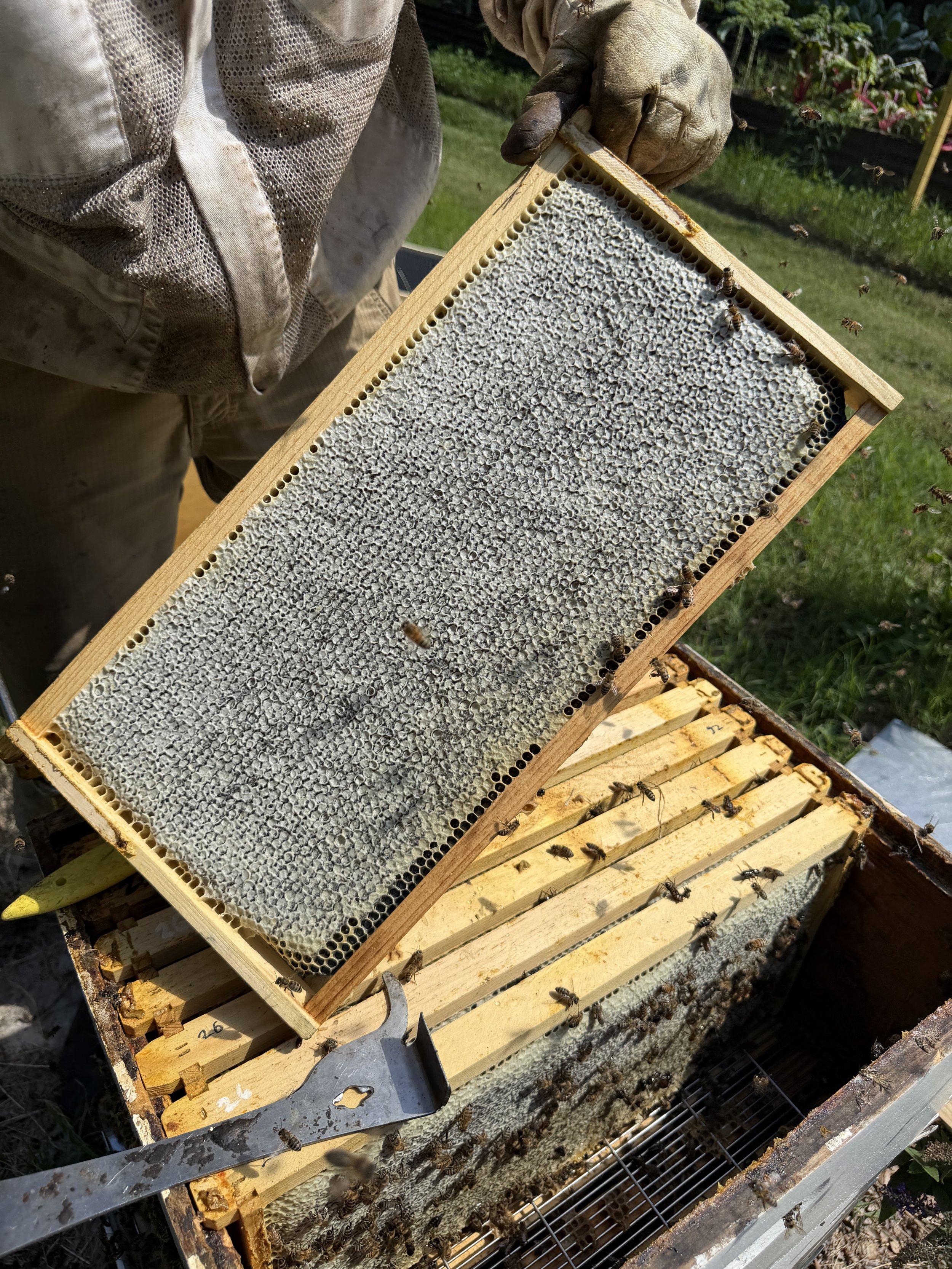 CG Farms July Hive Update