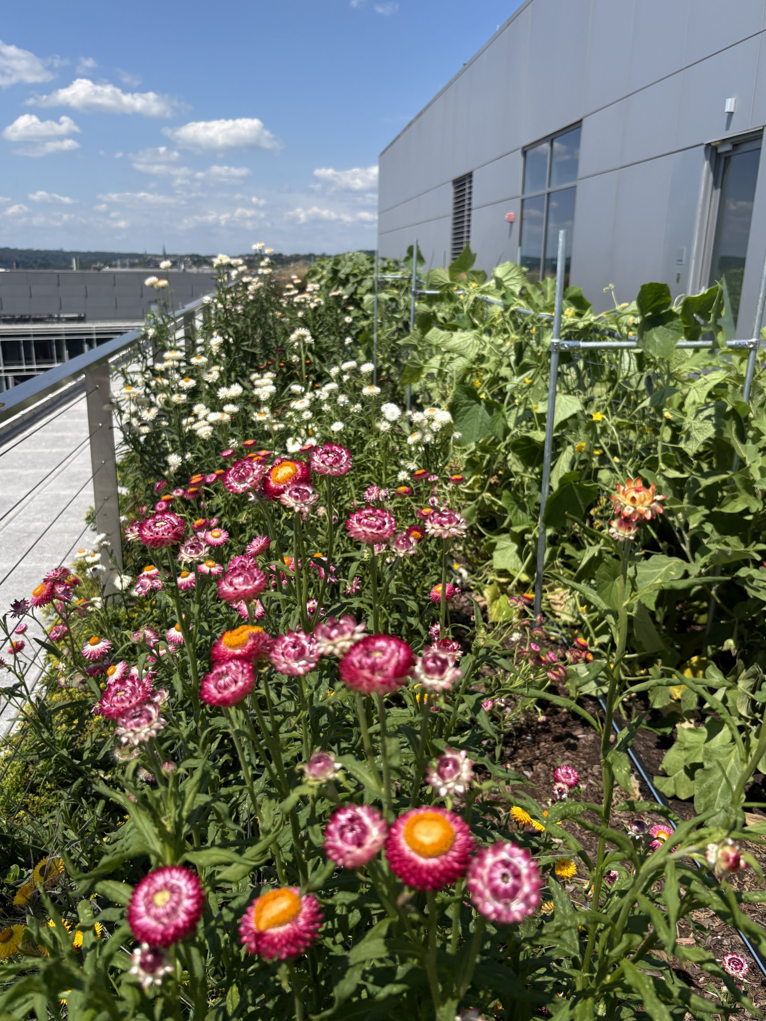 2112 Penn Garden ‘26 Summer Update