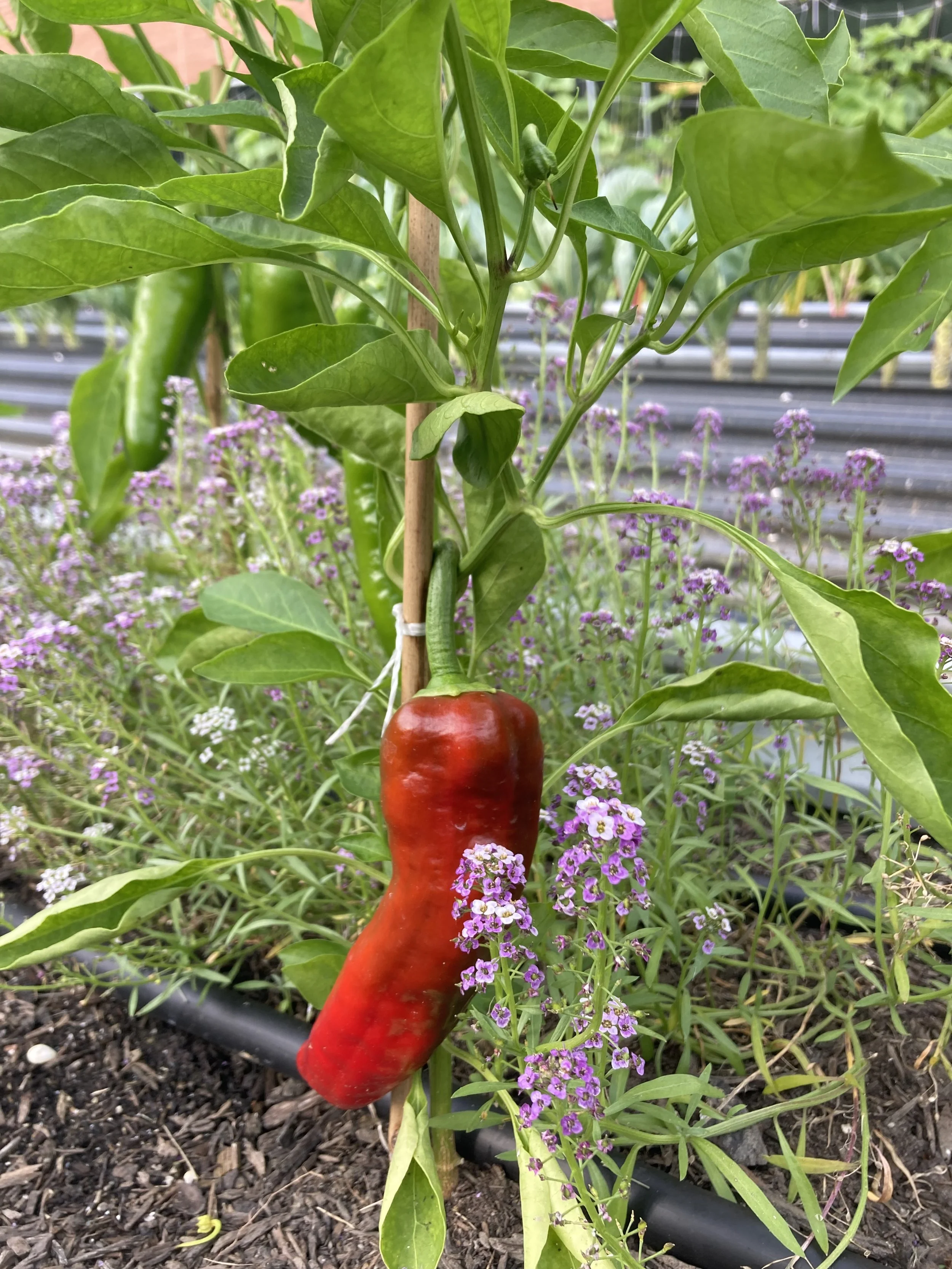 Radnor Financial Center Garden ‘26 Summer Update