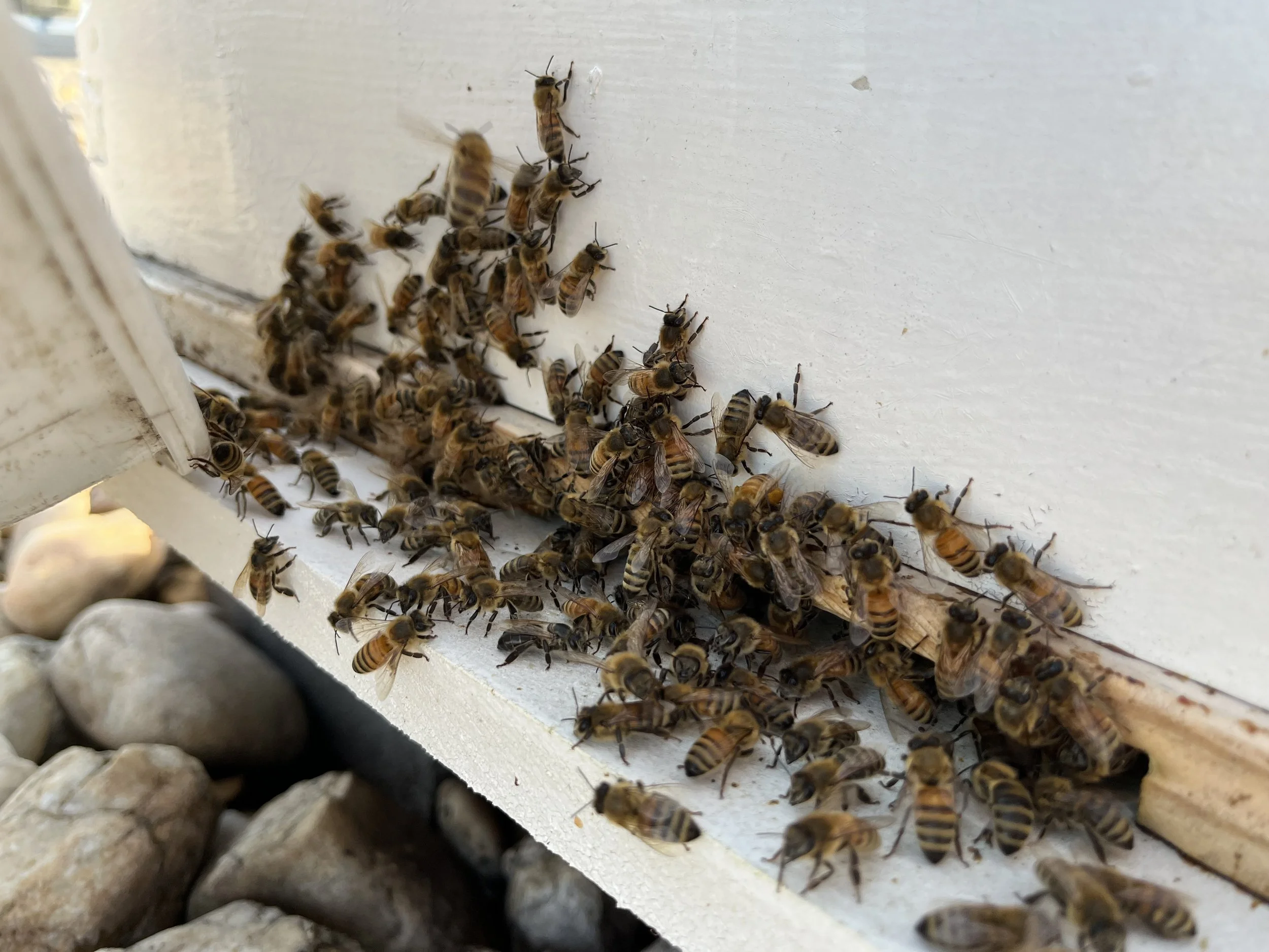 1500 K Street August ‘26 Hive Update