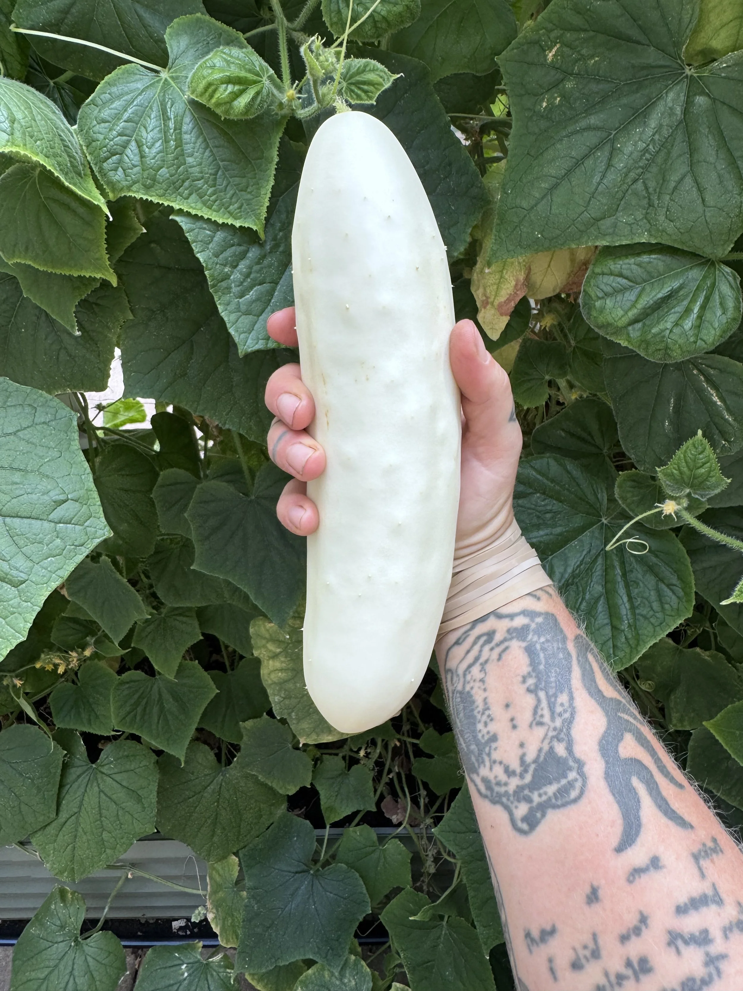 The Willard Center Garden ‘26 Summer Update