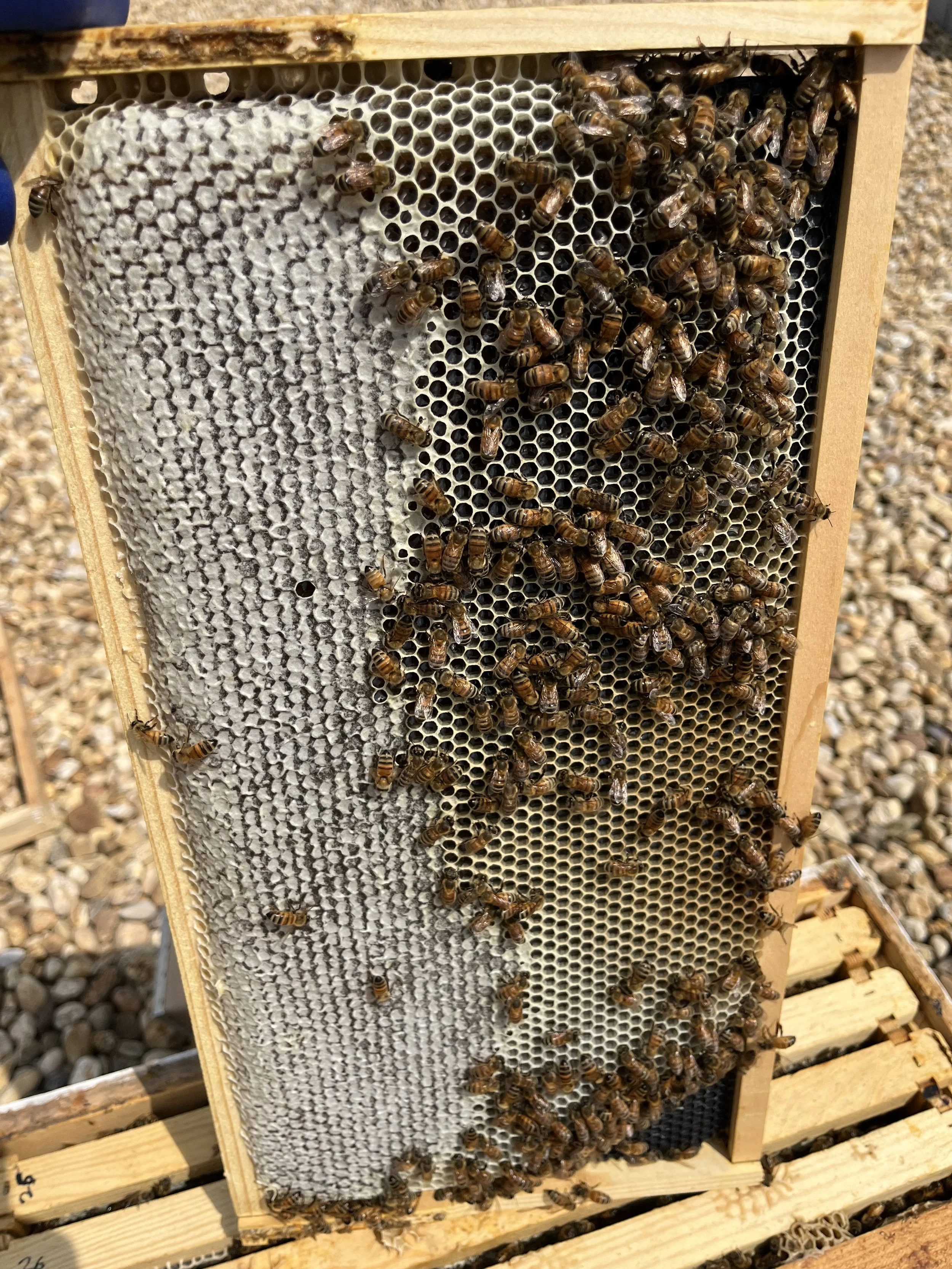 EastBoro August ‘26 Hive Update