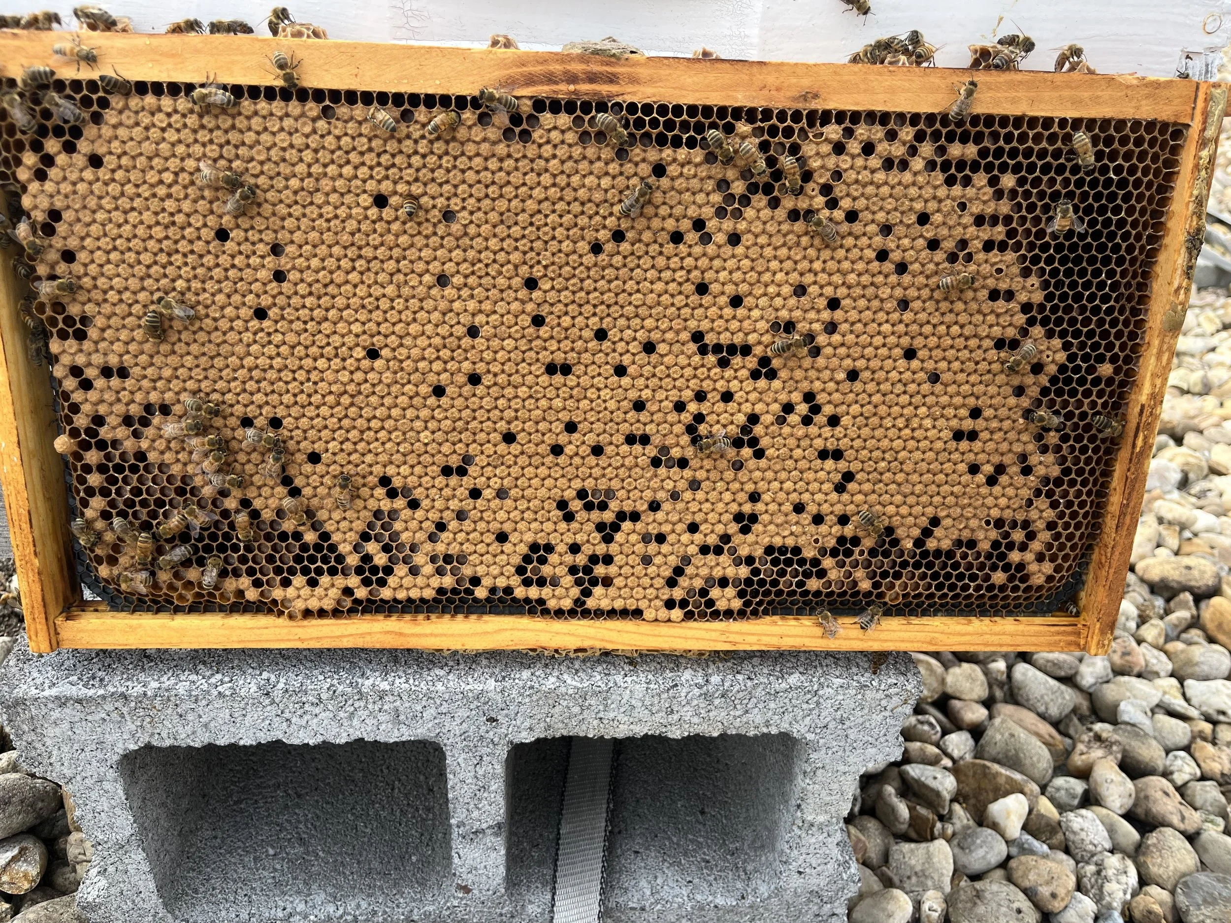Carlyle Gateway August ‘26 Hive Update