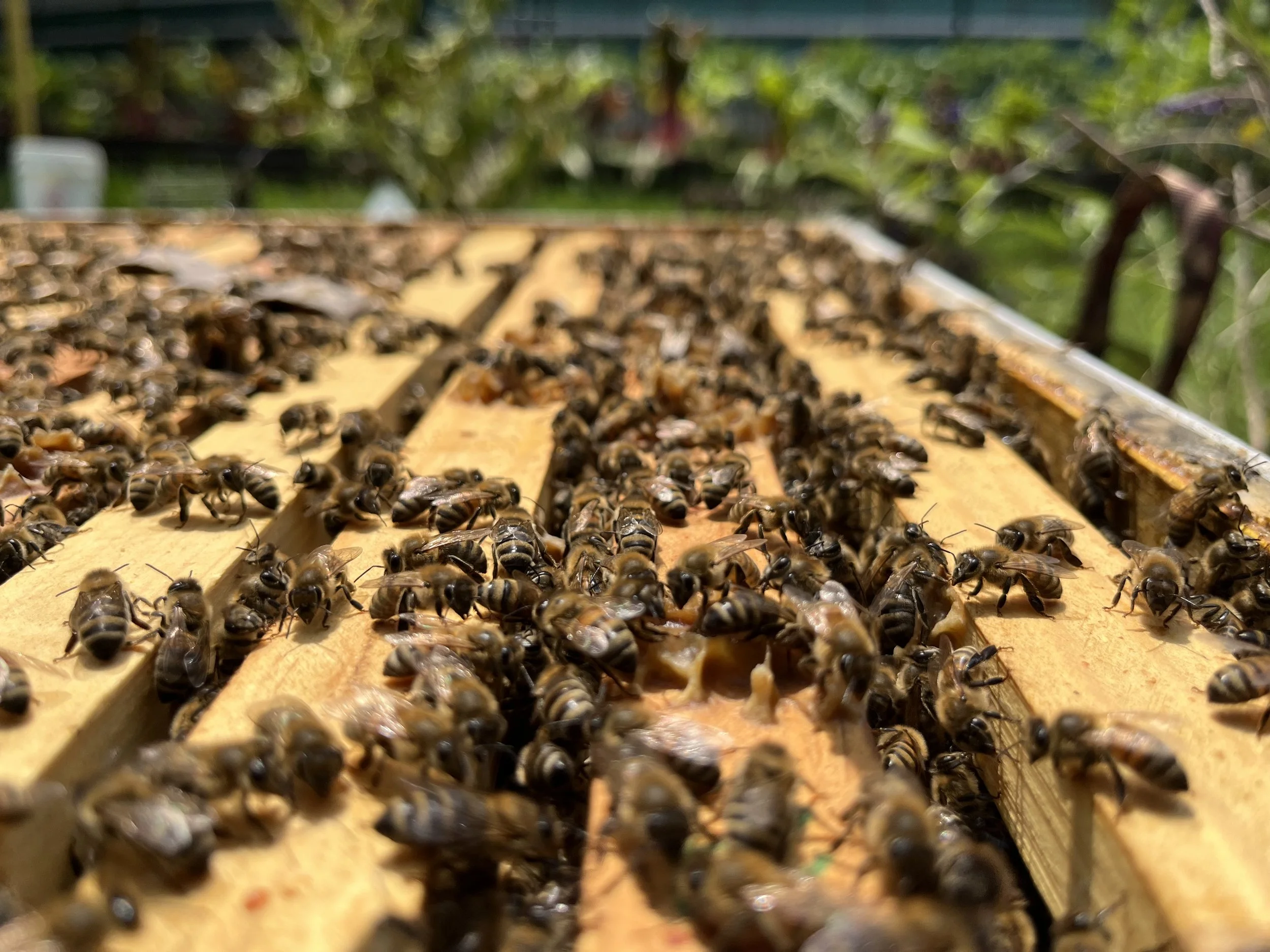 CG Farms August ‘26 Hive Update