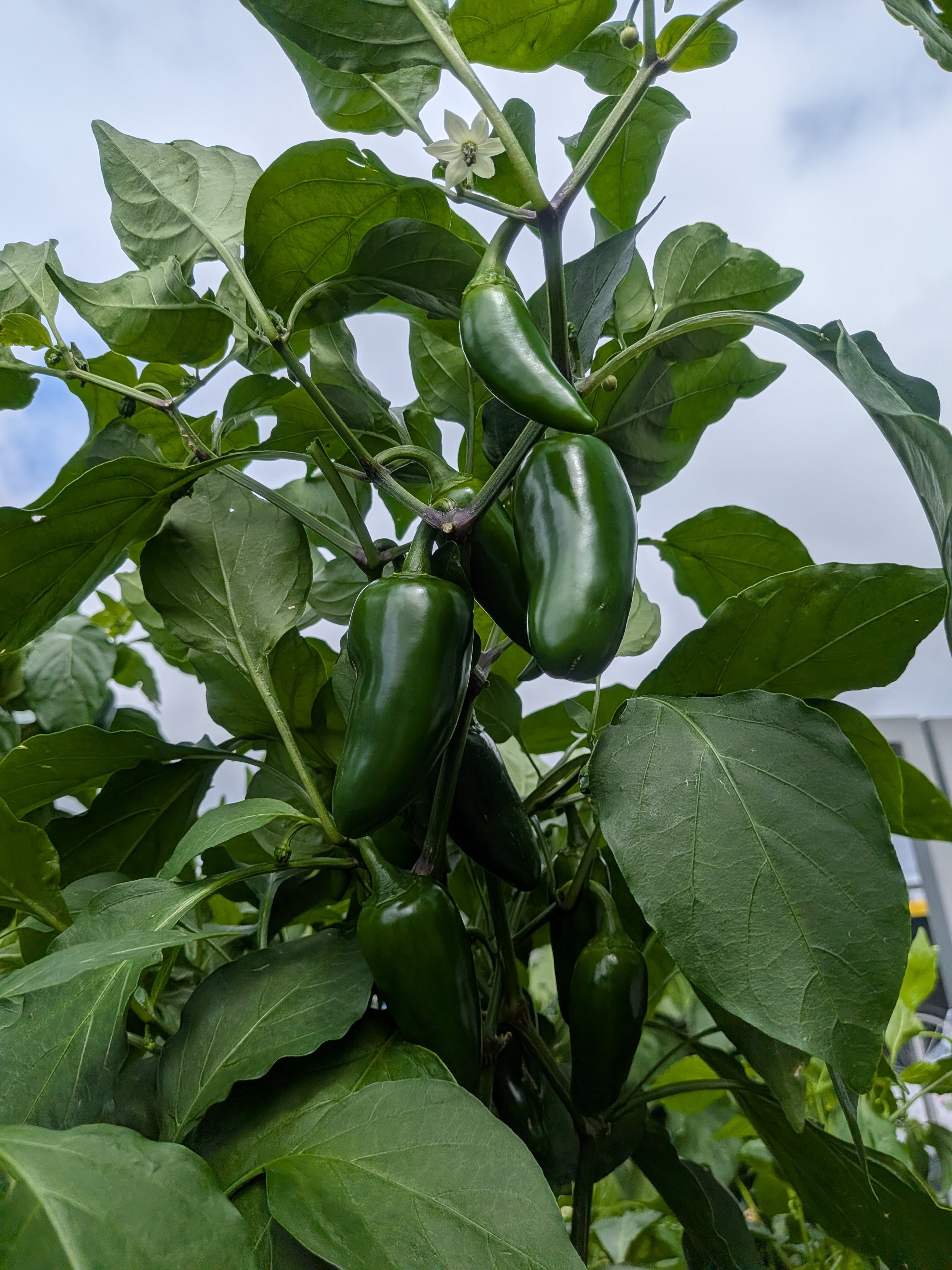World Bank C Garden ‘26 Summer Update