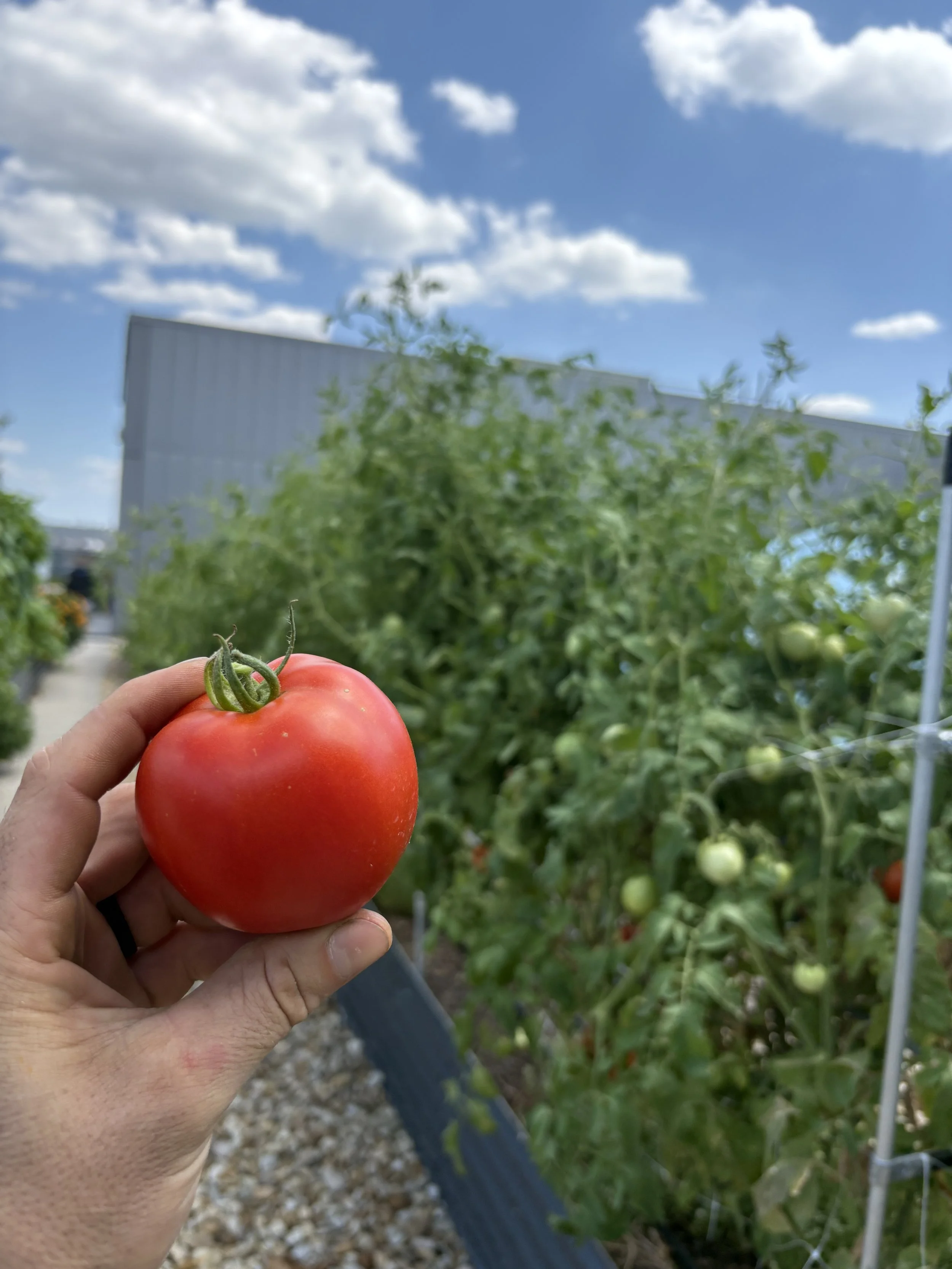 1201 New York Garden ‘26 Summer Update