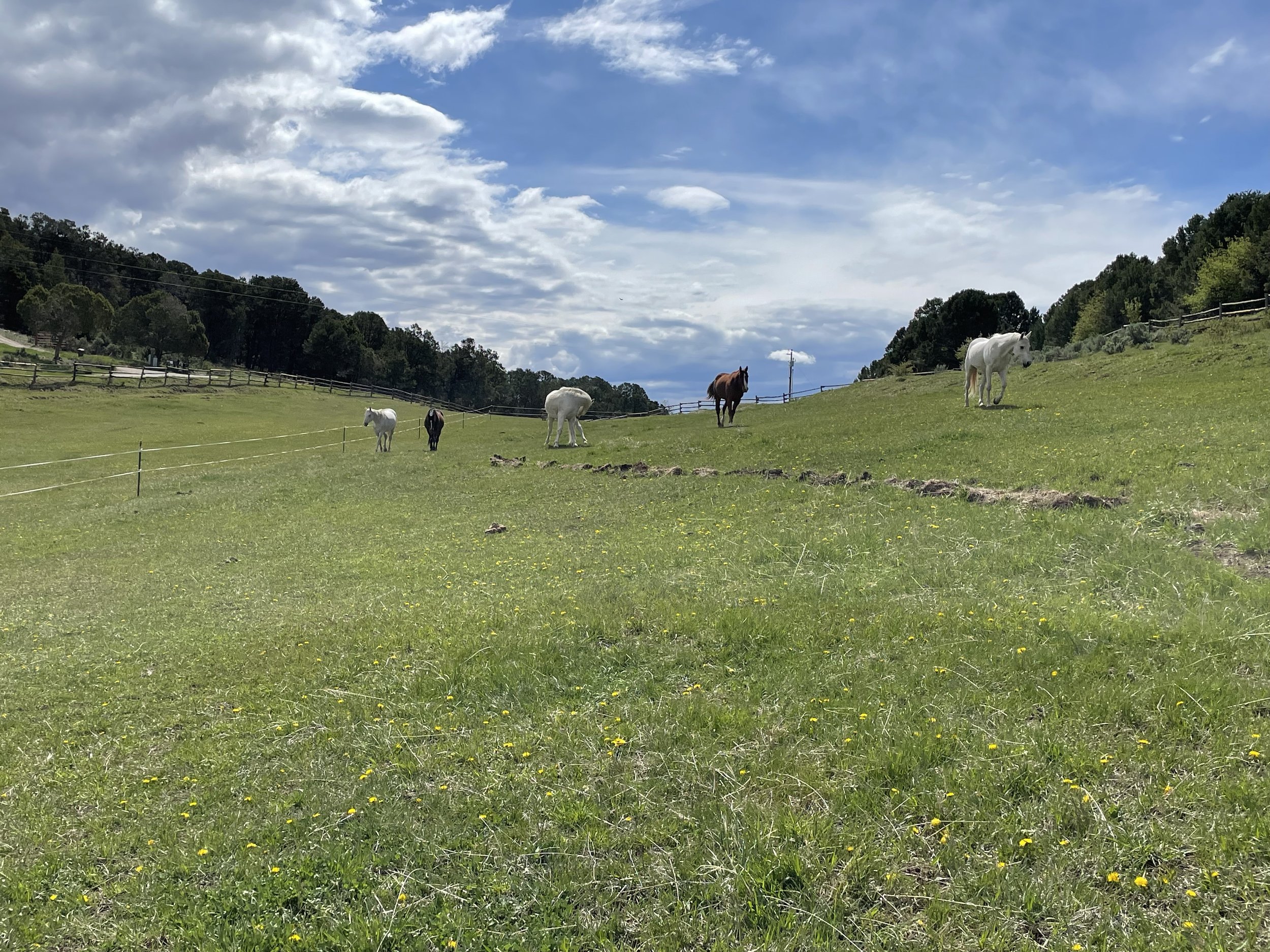 IMG_0406.jpeg