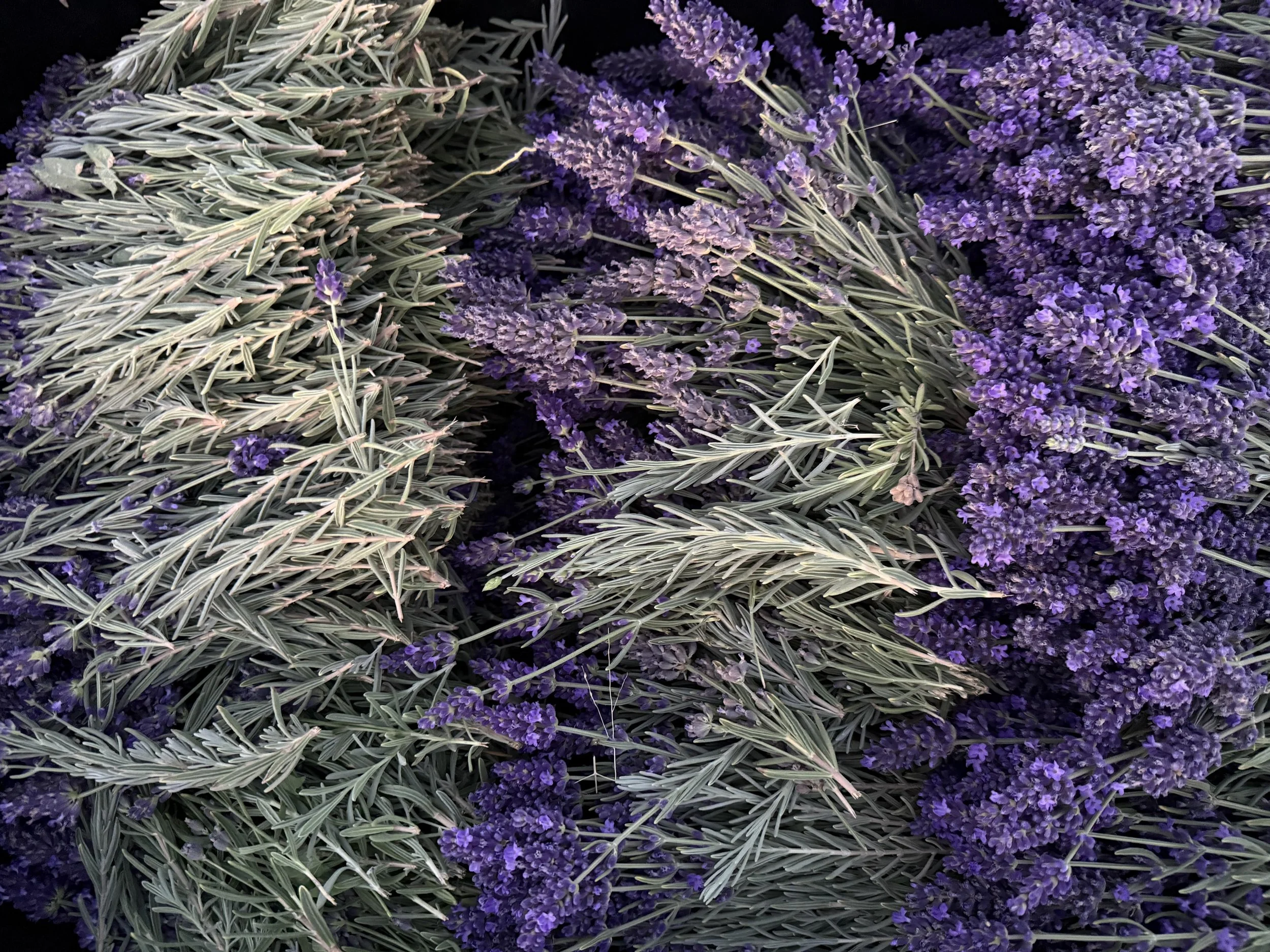 Farzaneh Valley Lavender Field.jpg