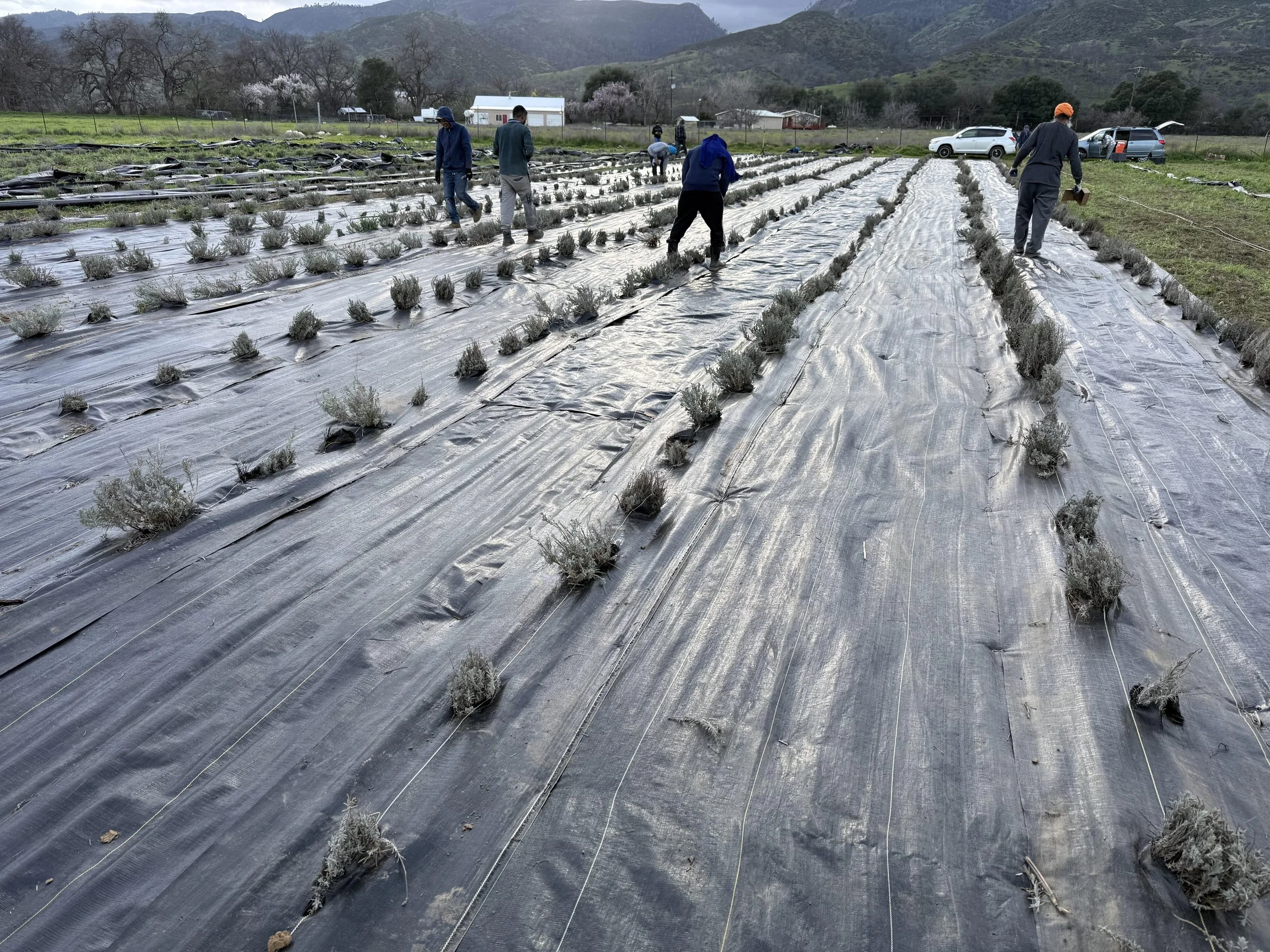 Why Your Lavender Seeds Fail (And How to Fix It)