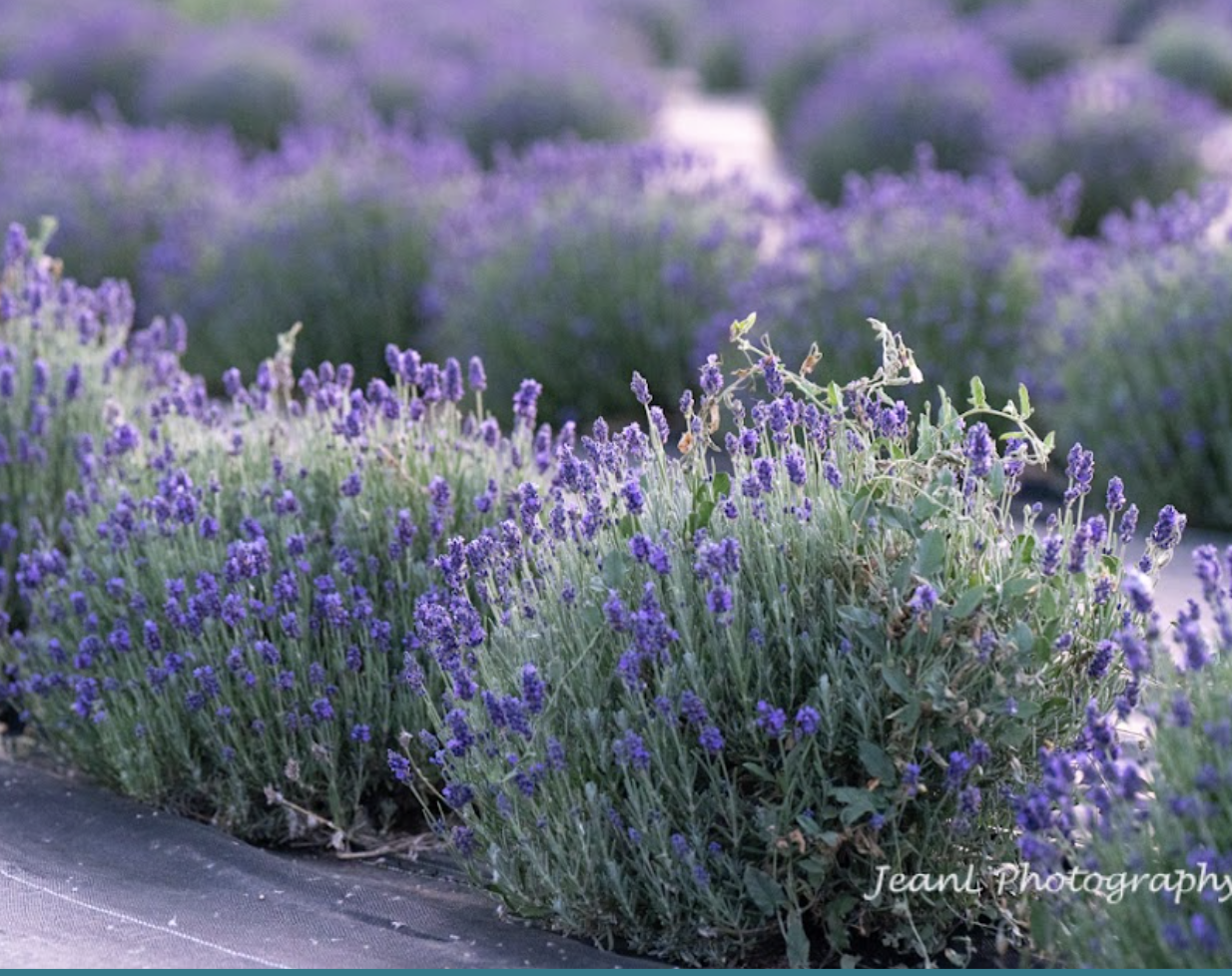 Where Can I Find a Lavender Farm Near the Bay Area for a Weekend Visit?