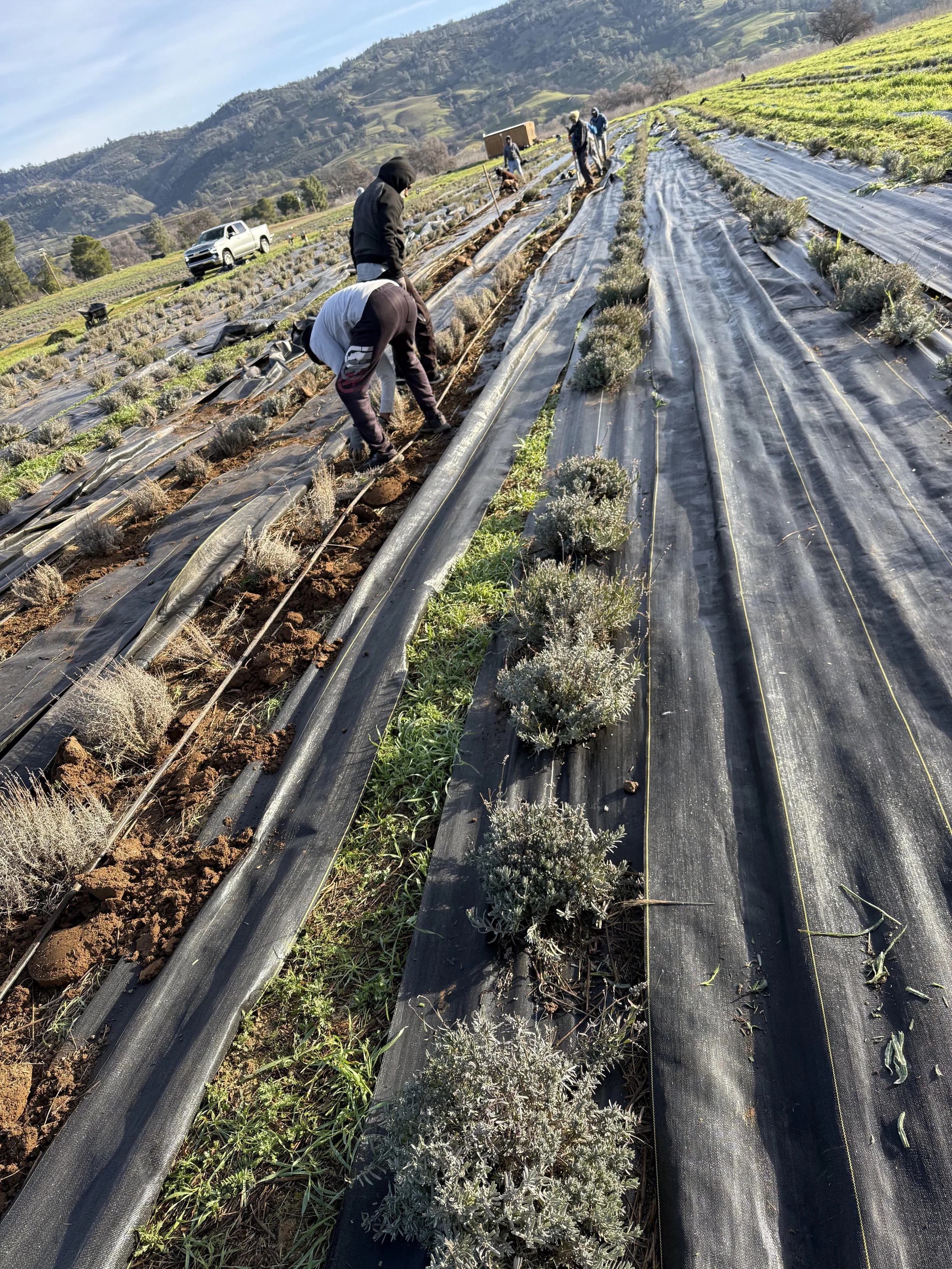 Farzaneh Valley lavender Plants 