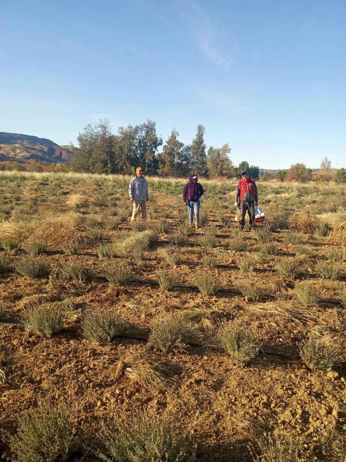 Farzaneh Valley lavender Plants 