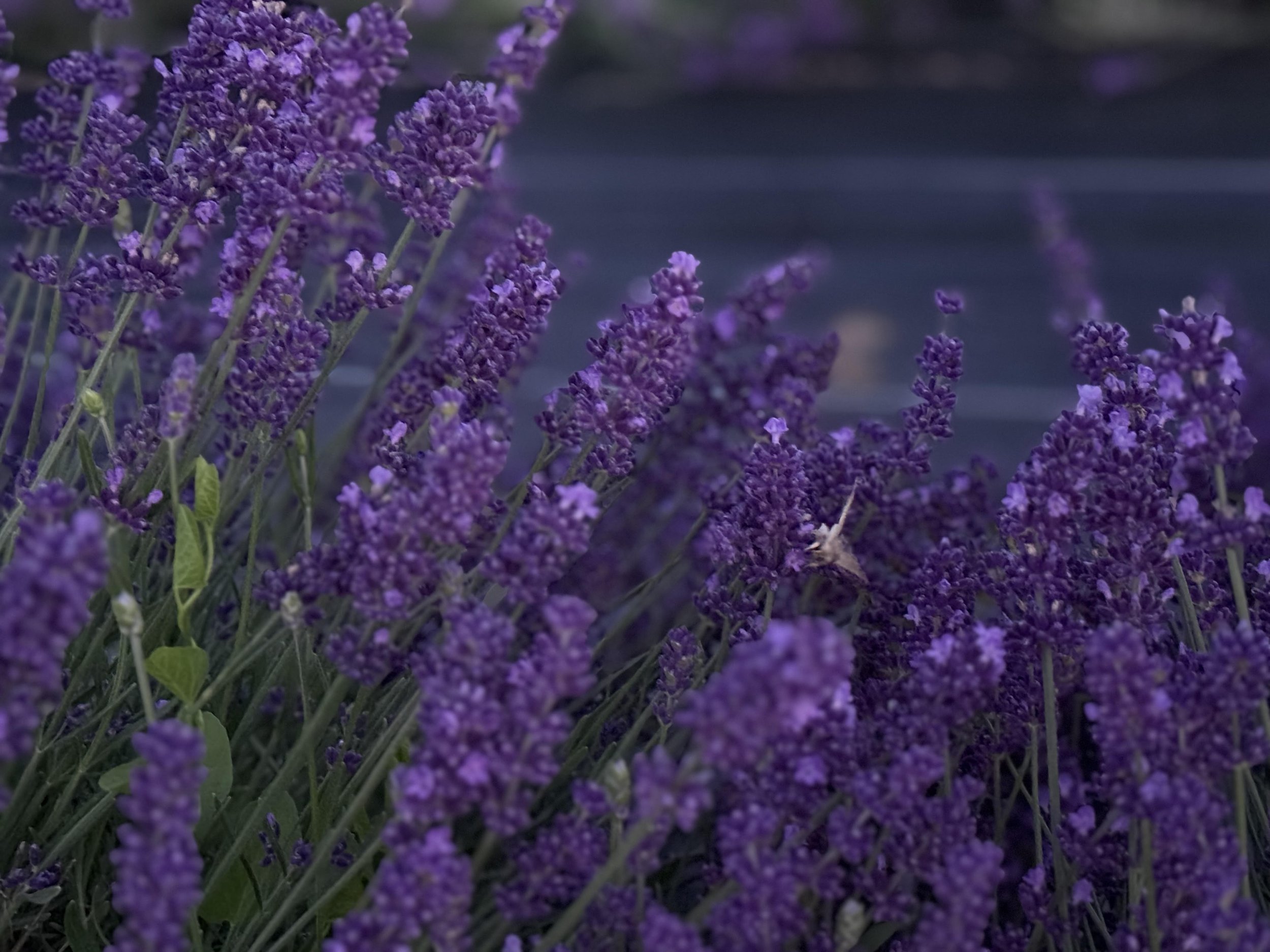 Farzaneh Valley lavender Plants