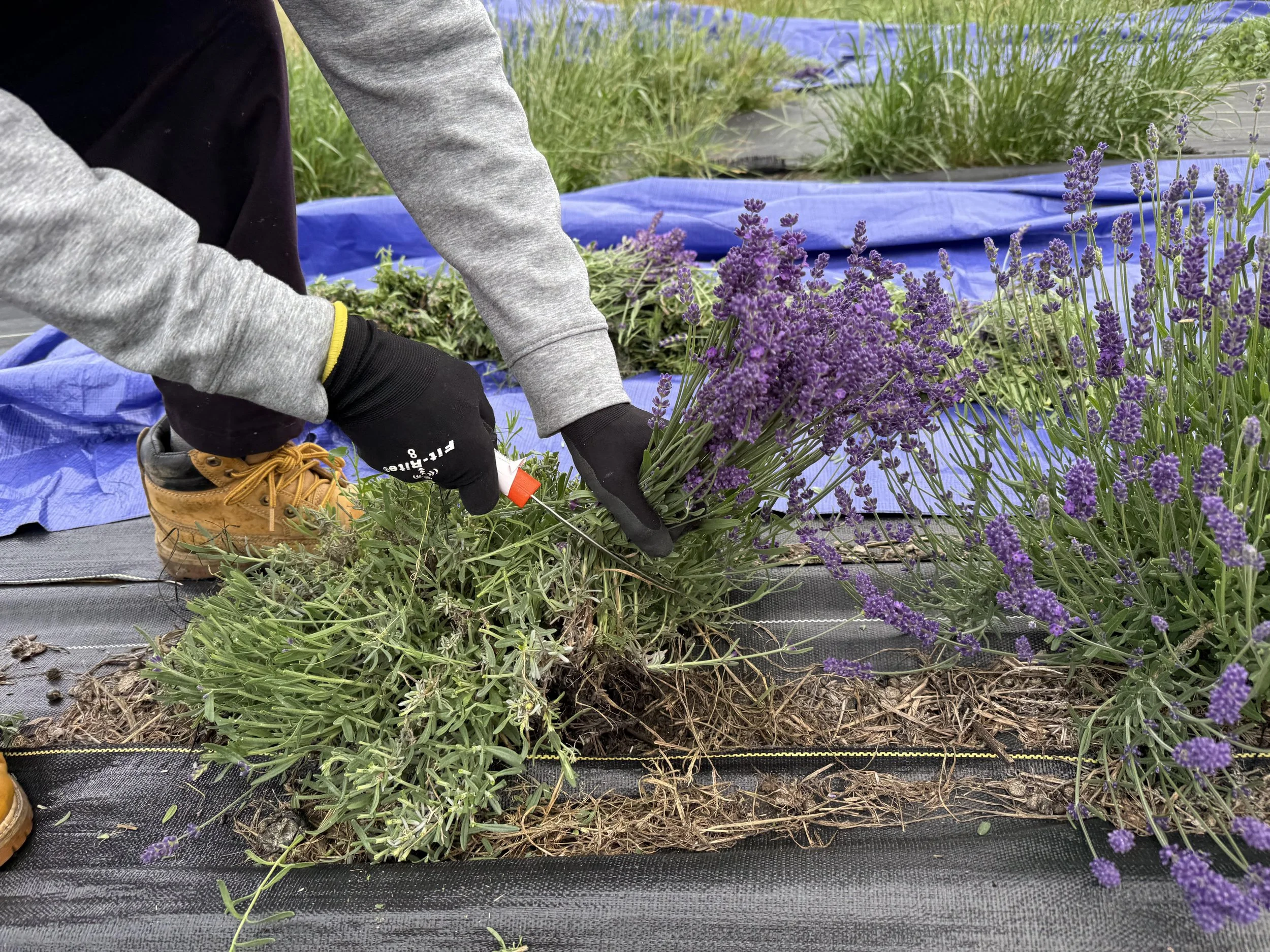 Farzaneh Valley lavender Plants 