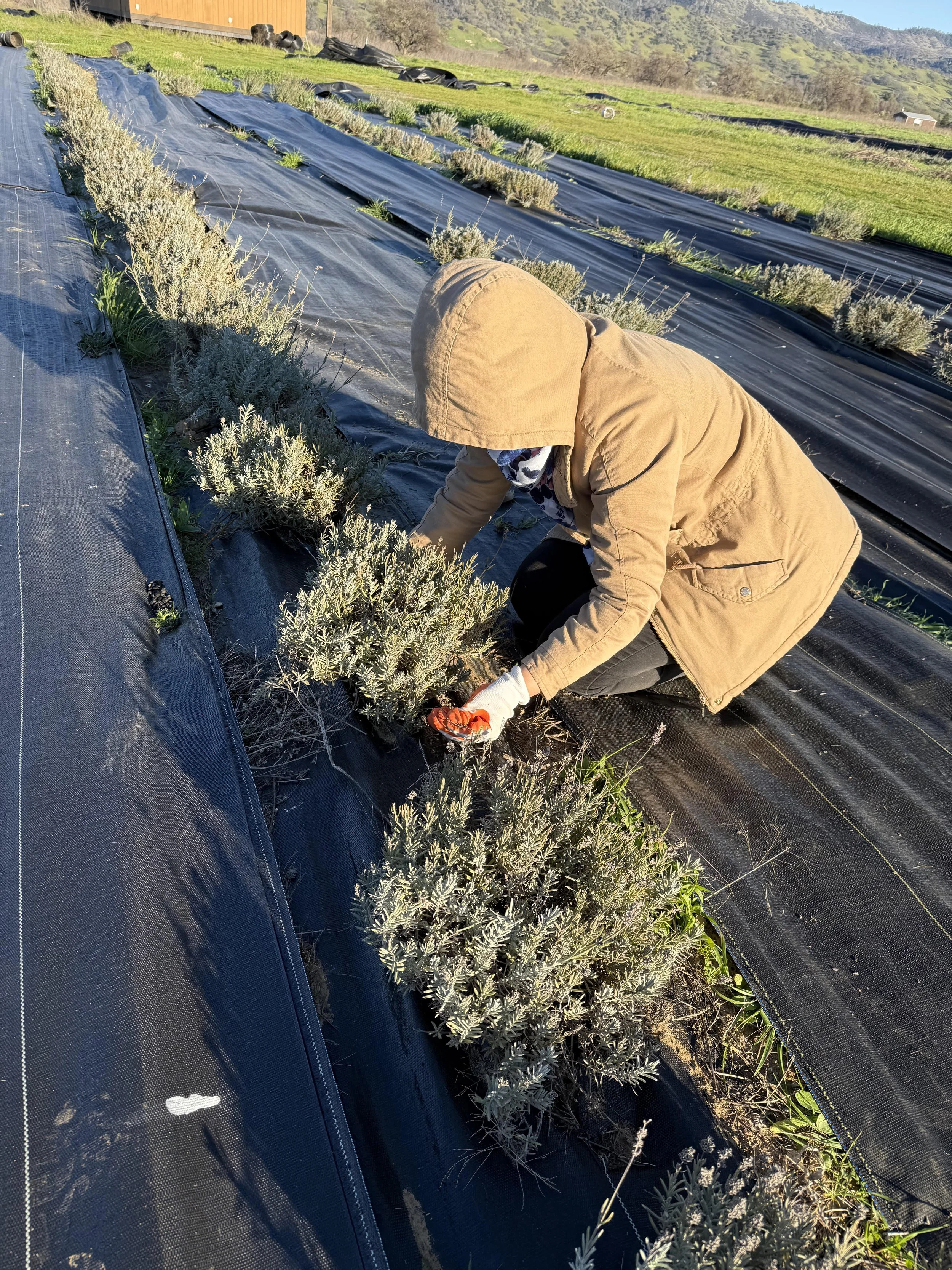 Farzaneh Valley lavender Plants 