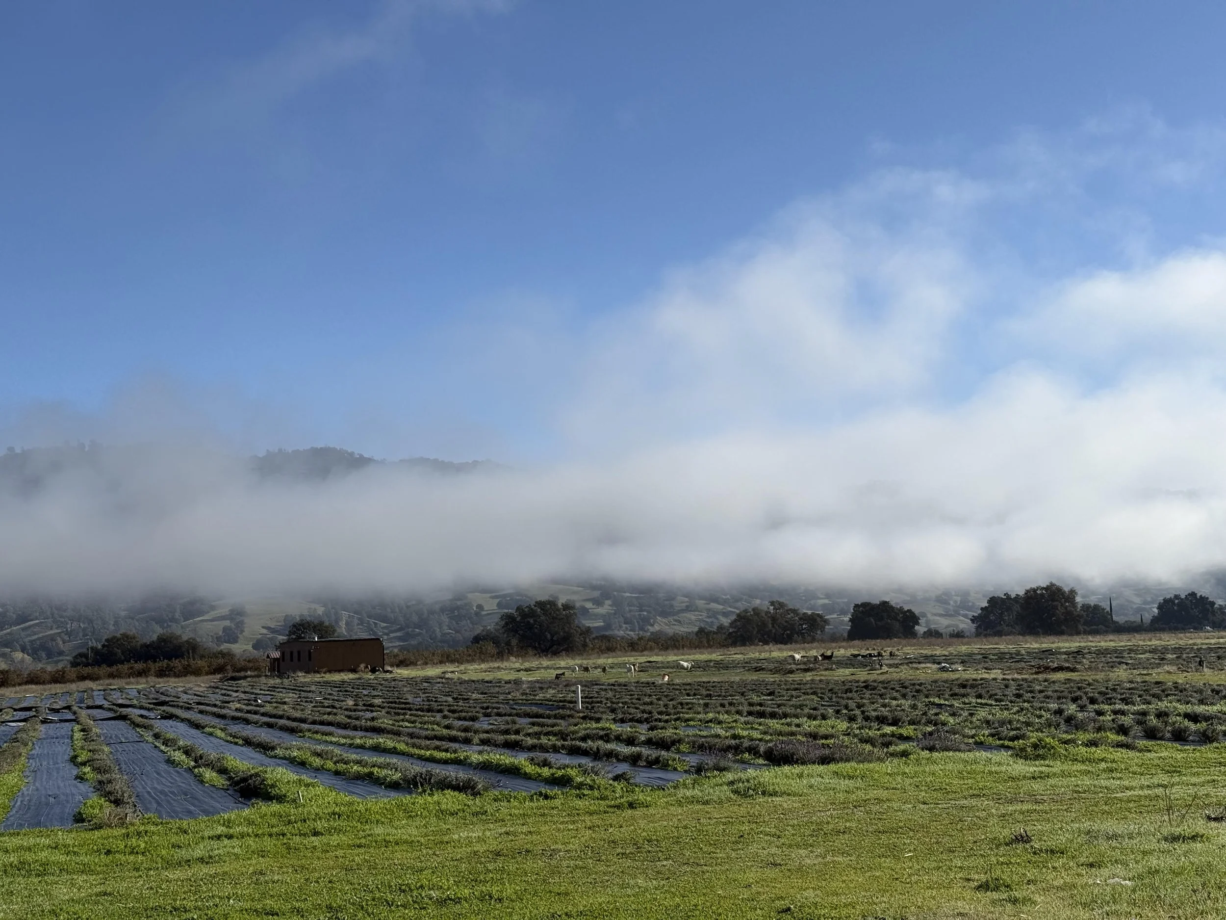 Farzaneh Valley Lavender Plants