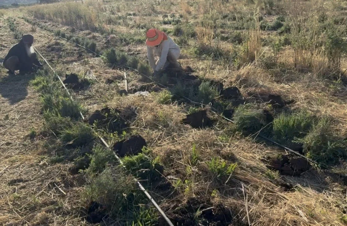 Farzaneh Valley Lavender plants 