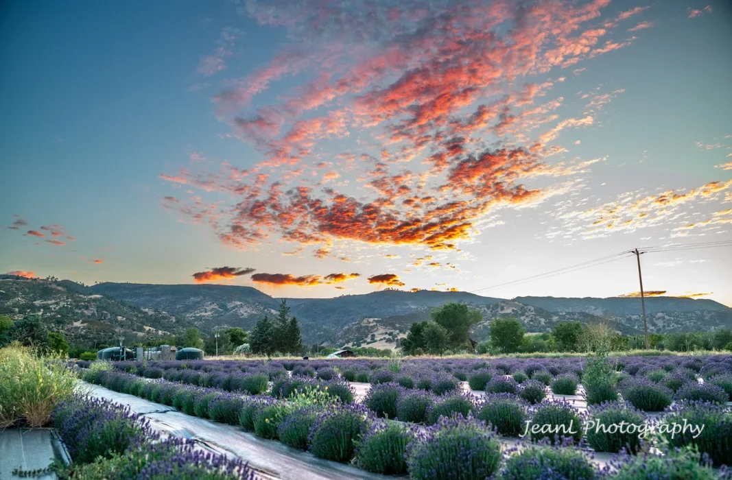 Farzaneh Valley lavender Google Review.webp