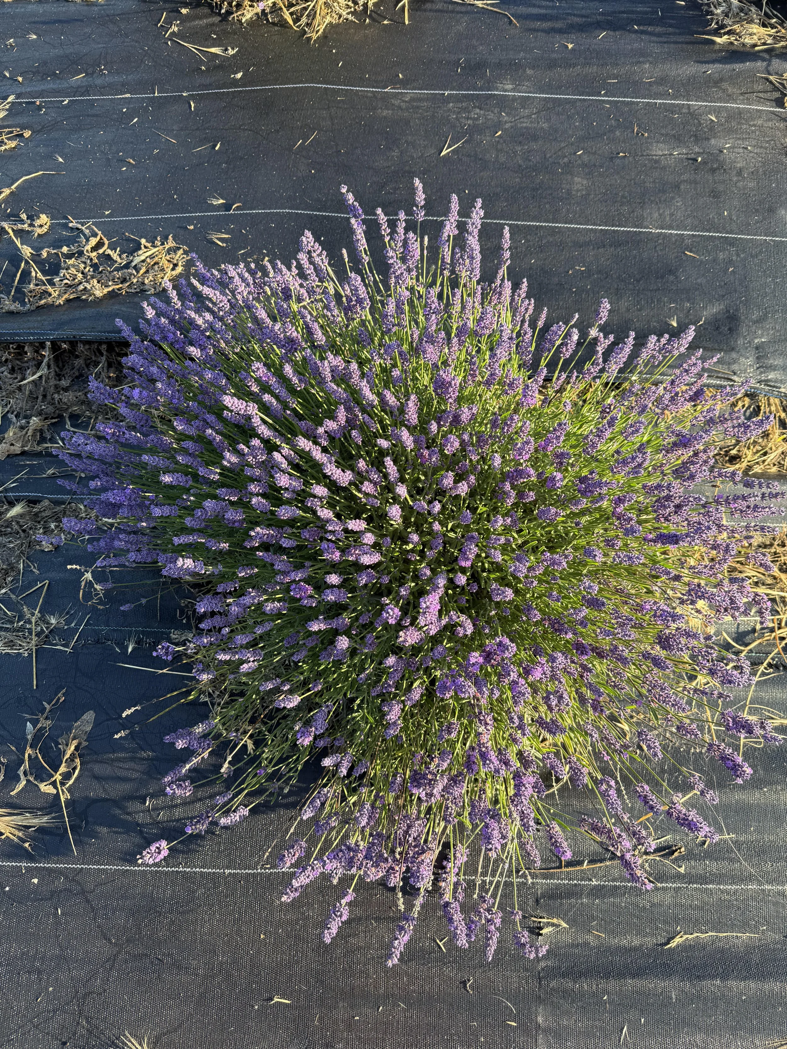 Farzaneh Valley Lavender Plants