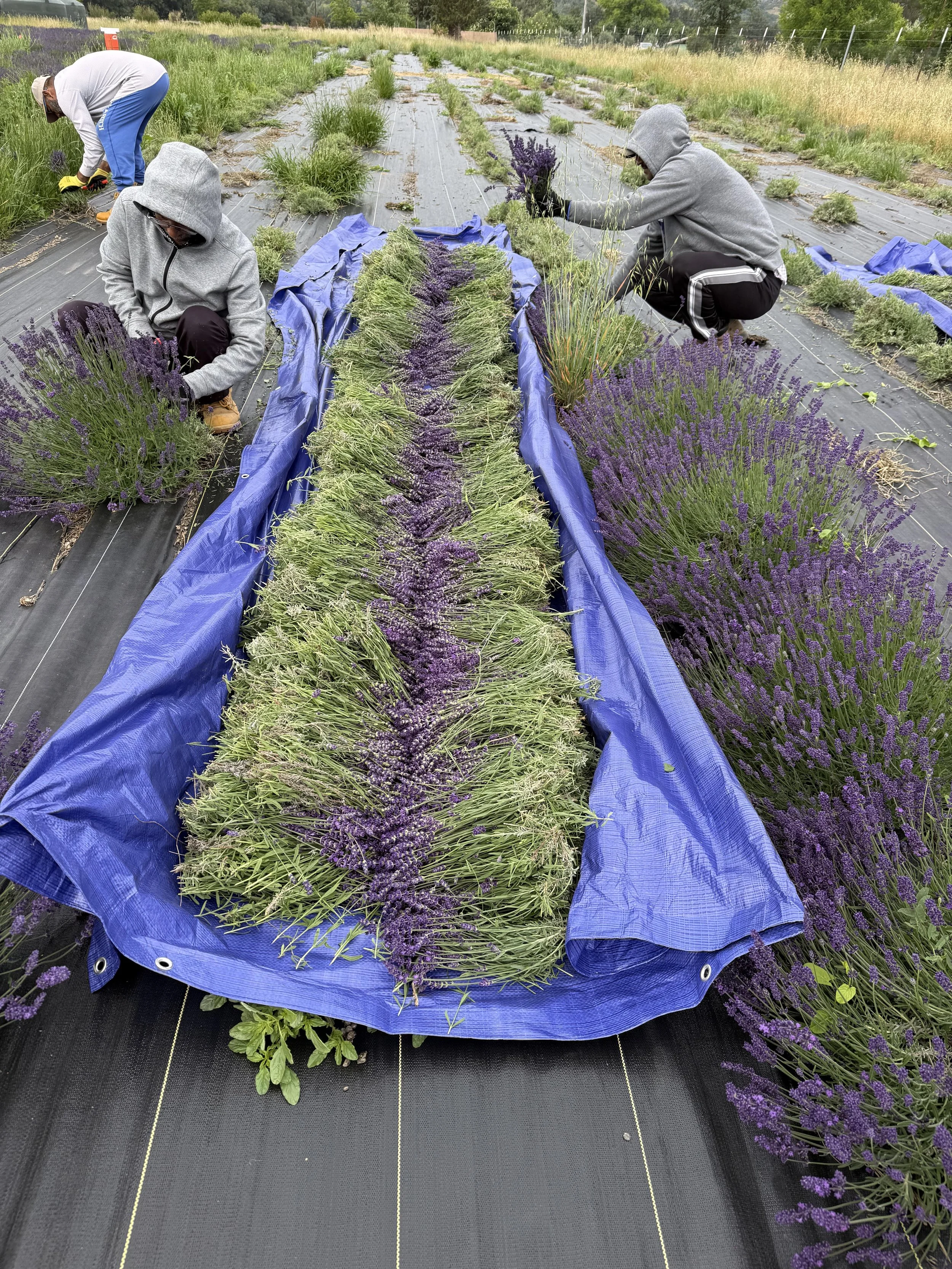 Lavandula angustifolia Super Blue