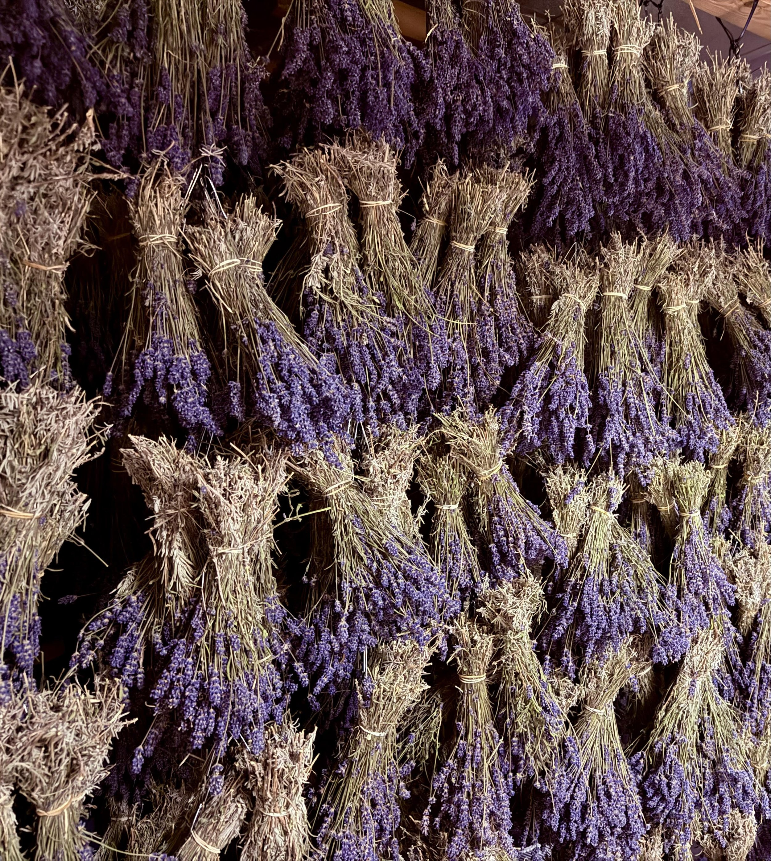 Culinary Lavender Premium Quality Image 7.png